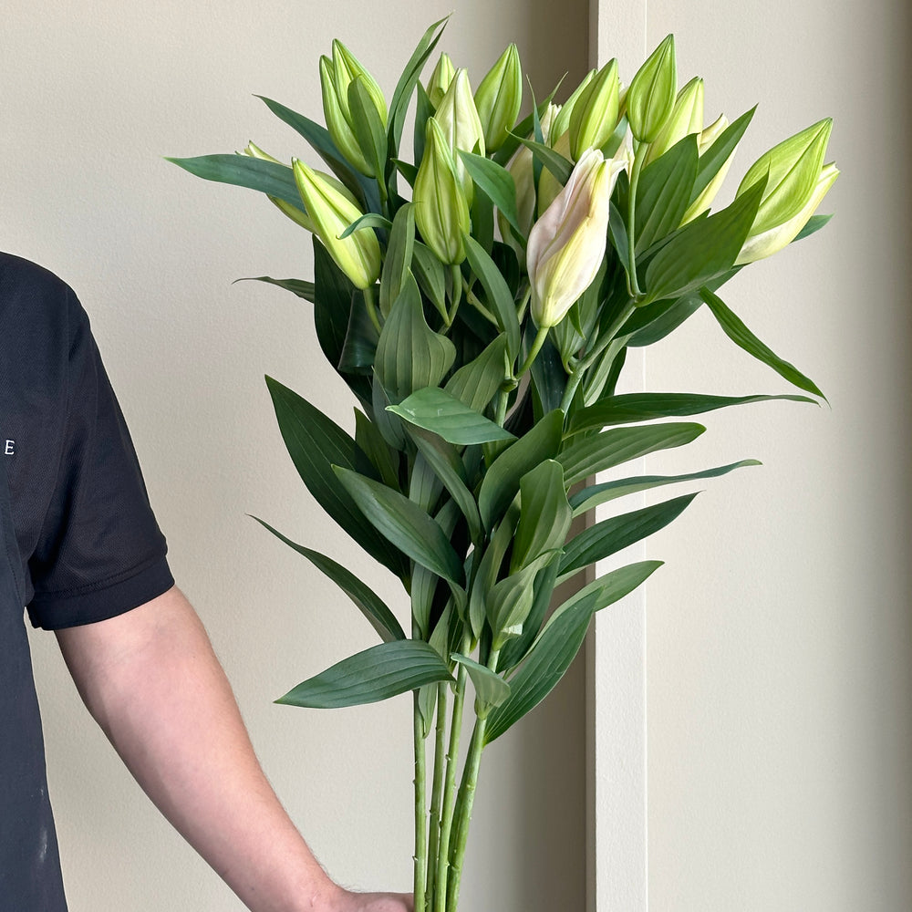 Lilies Oriental - Calvados Pink