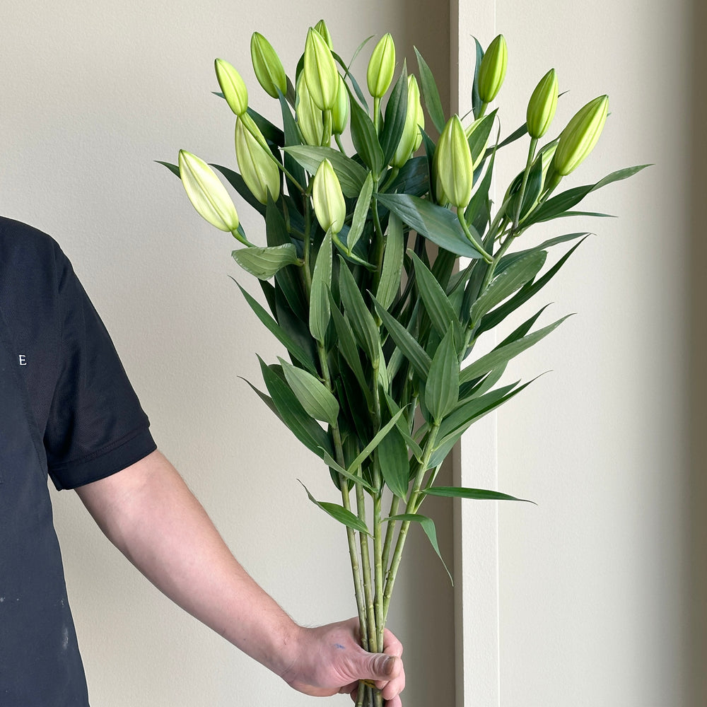 Lilies Oriental - Pacific Ocean White