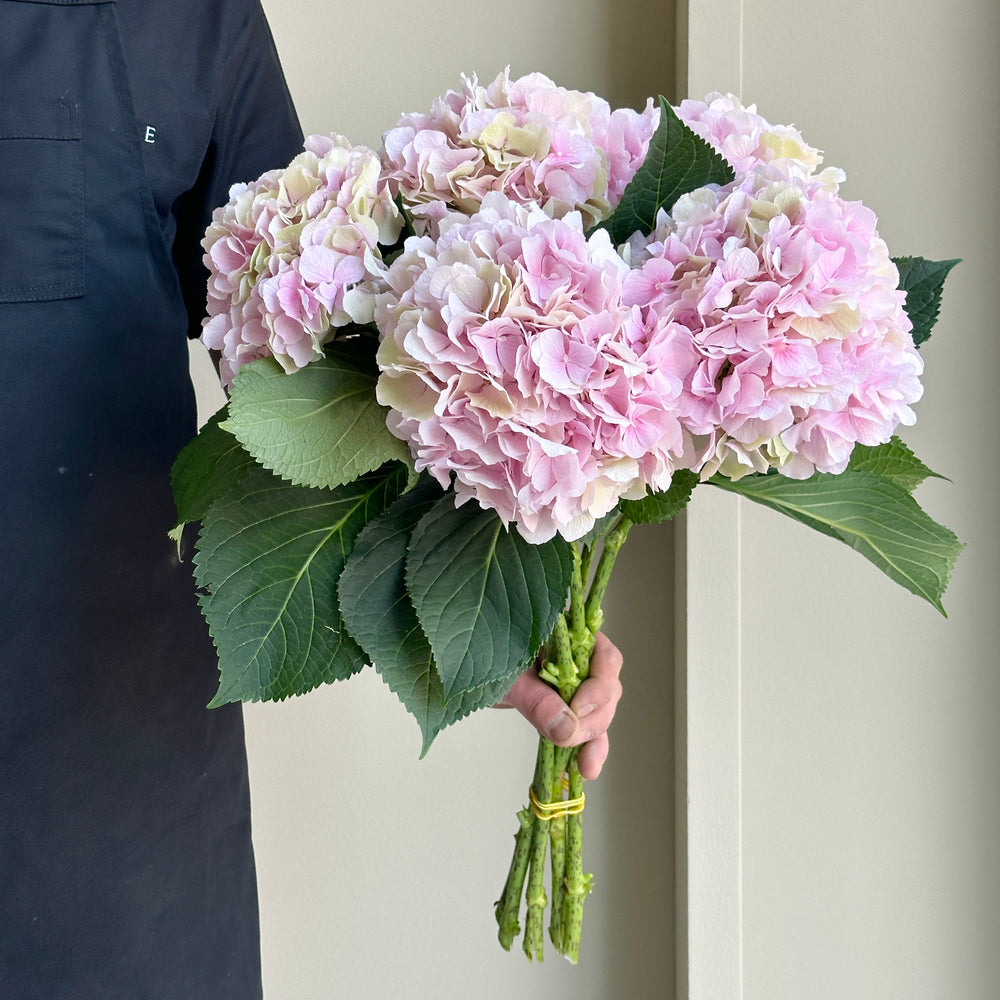 Hydrangea - Verena Champagne Pink