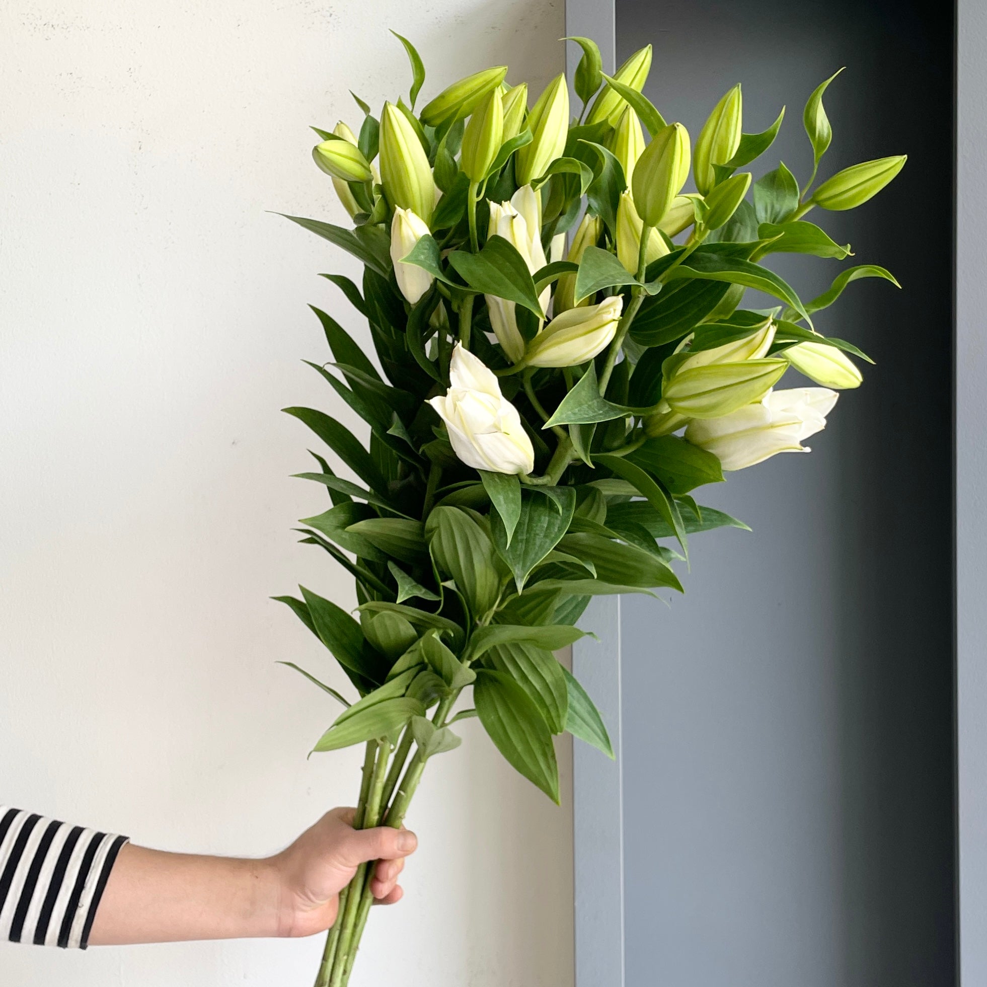Lilies Oriental - Premium Blond White