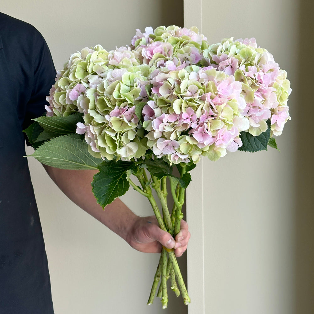 Hydrangea - Verena Pink Green