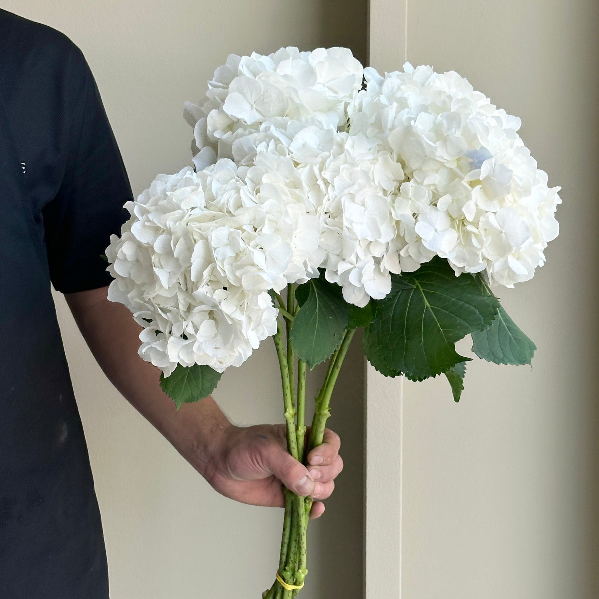 Hydrangeas - Royal Princess Verena White