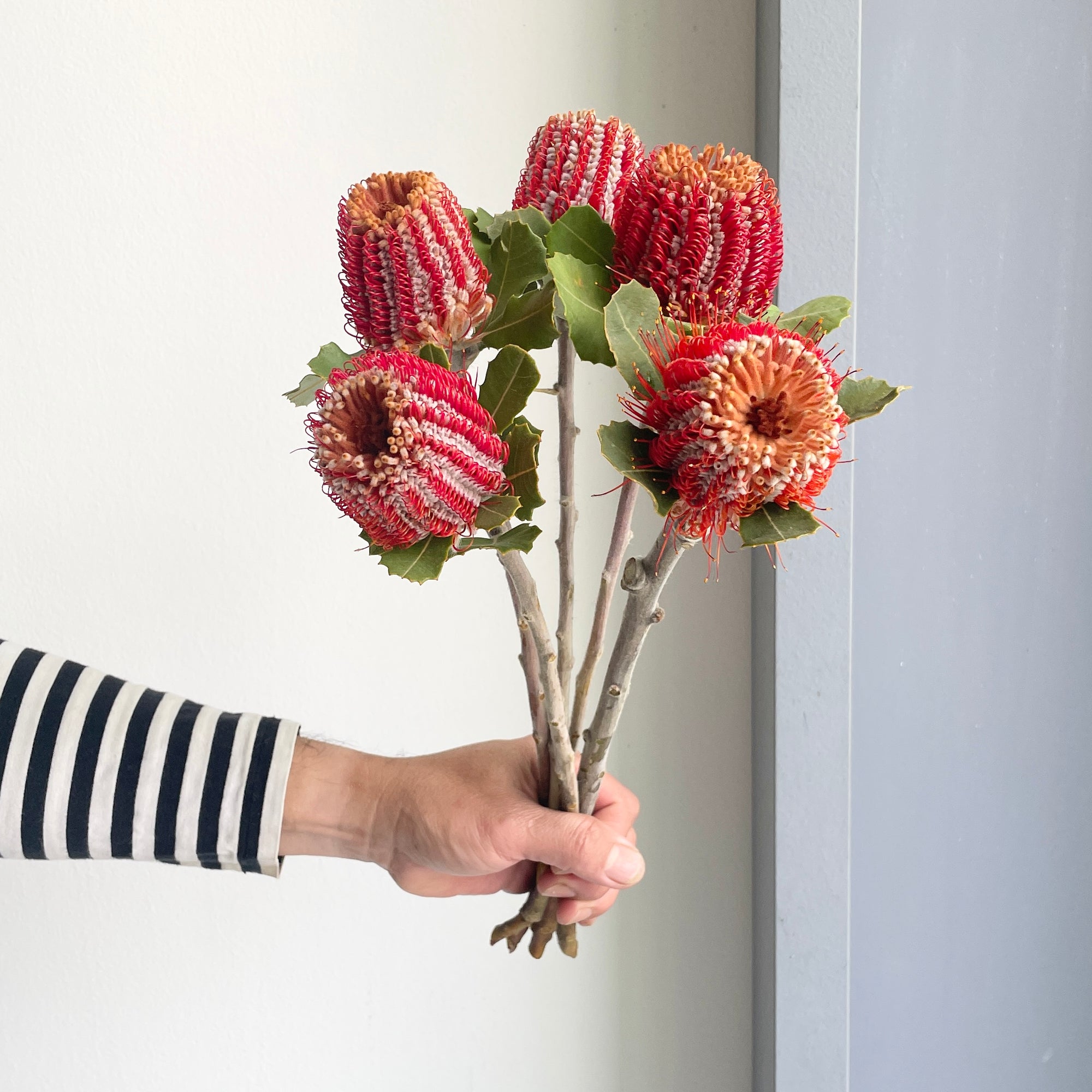 Banksia - Coccinea