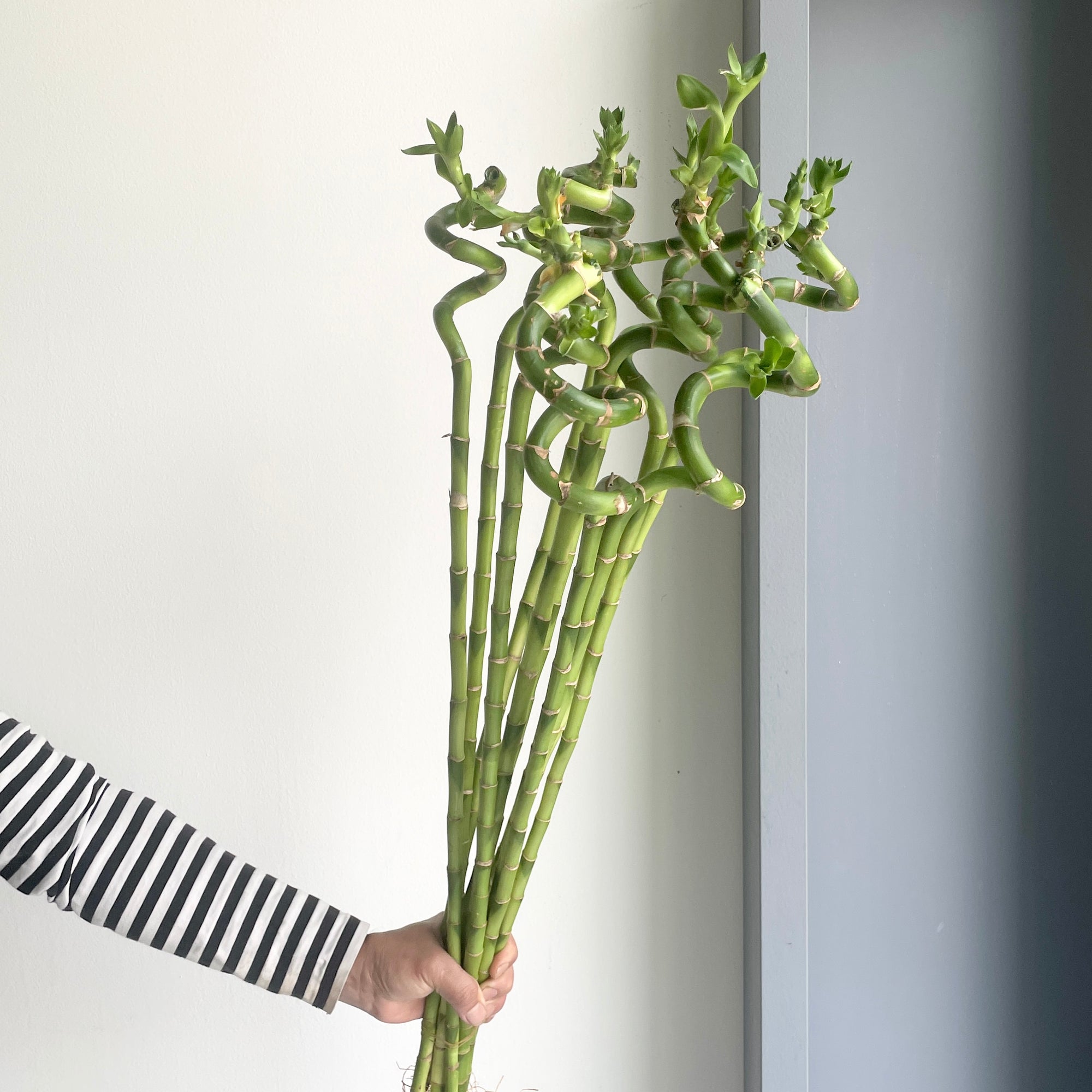 Bamboo Spiral Leaf (90cm) - 10 stems