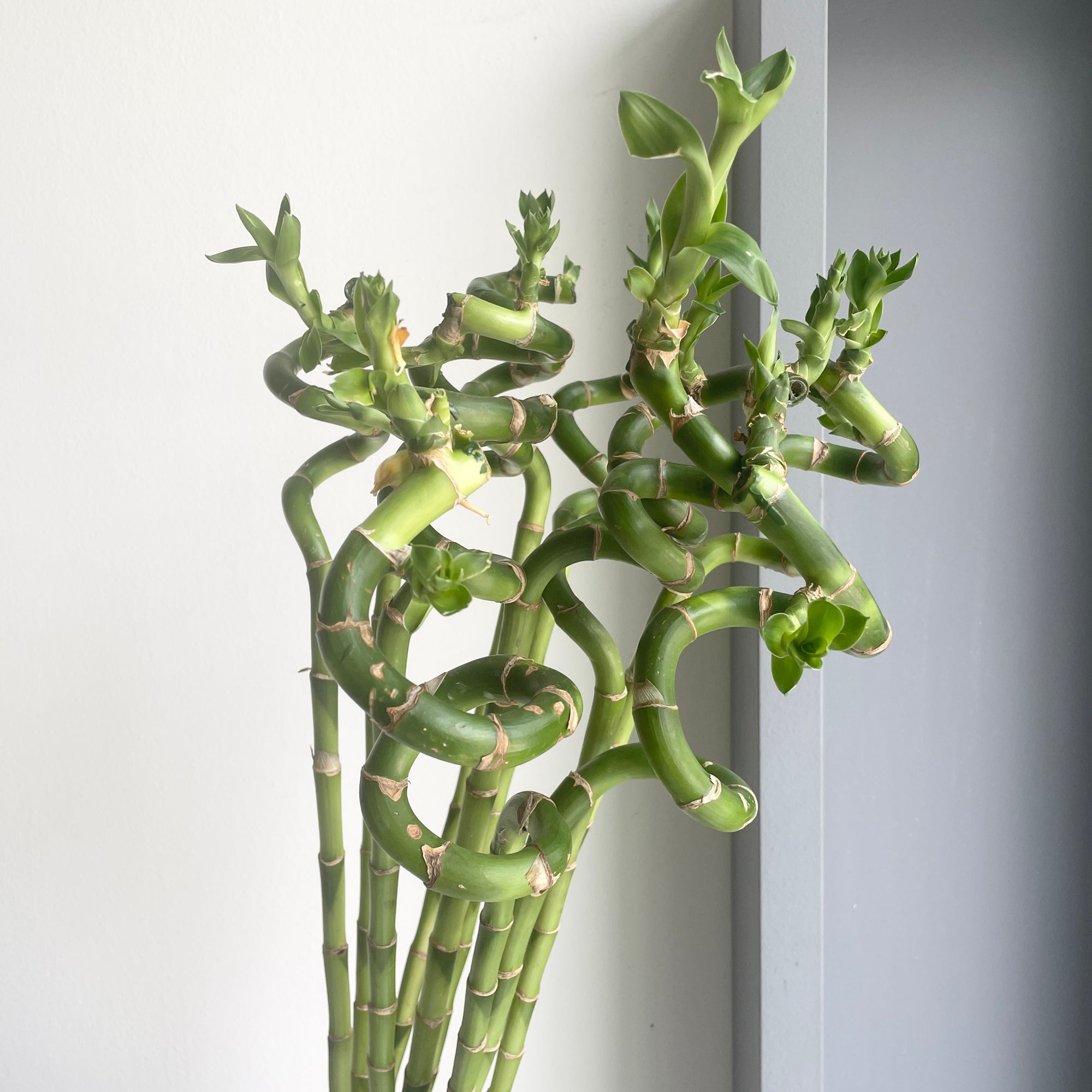 Bamboo Spiral Leaf (90cm) - 10 stems