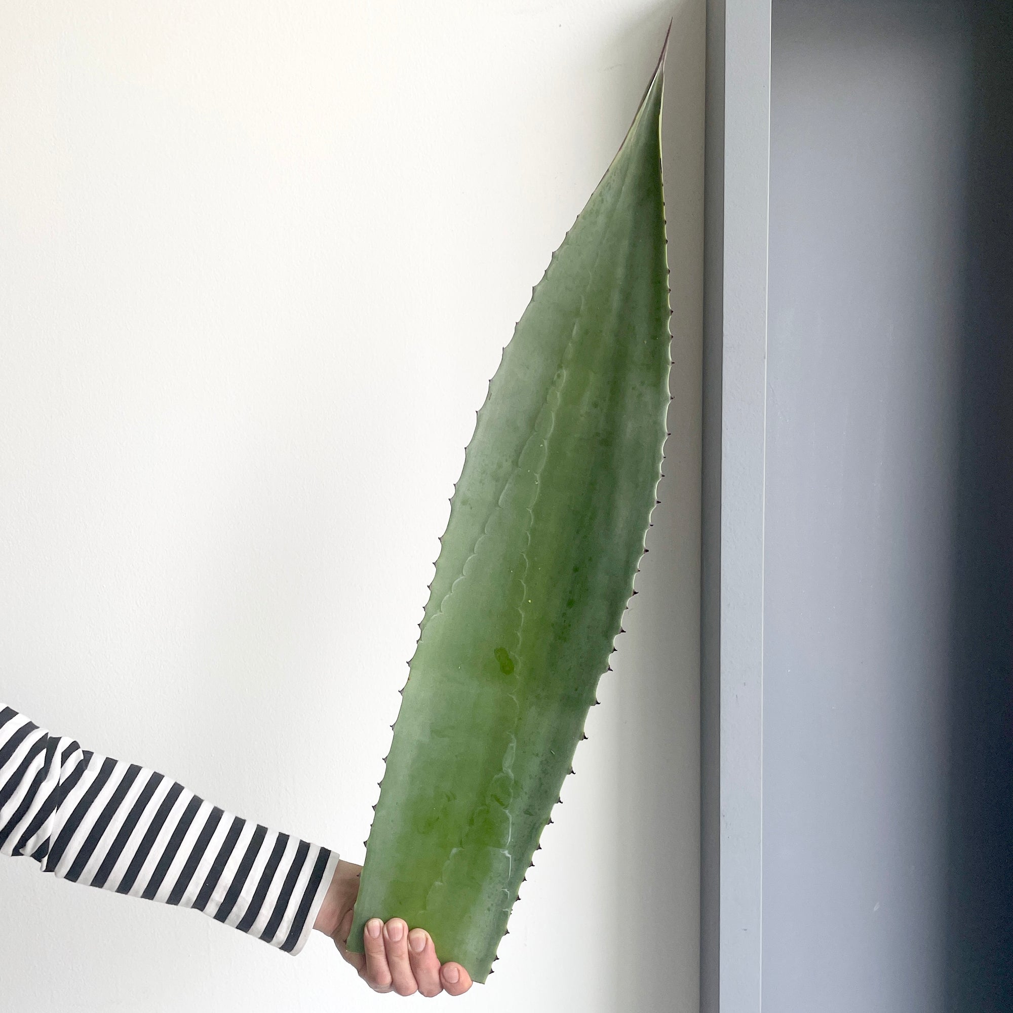 Agave Sword