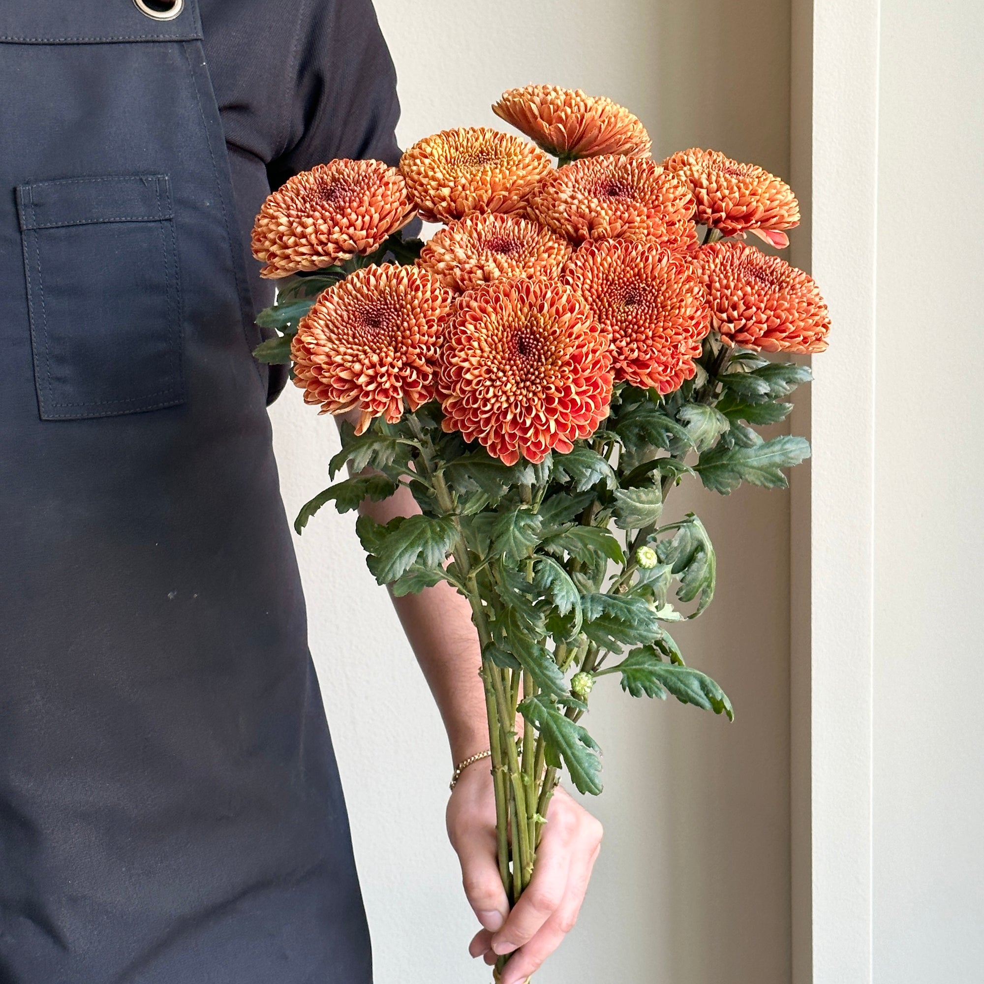 Chrysanthemums Marakesh