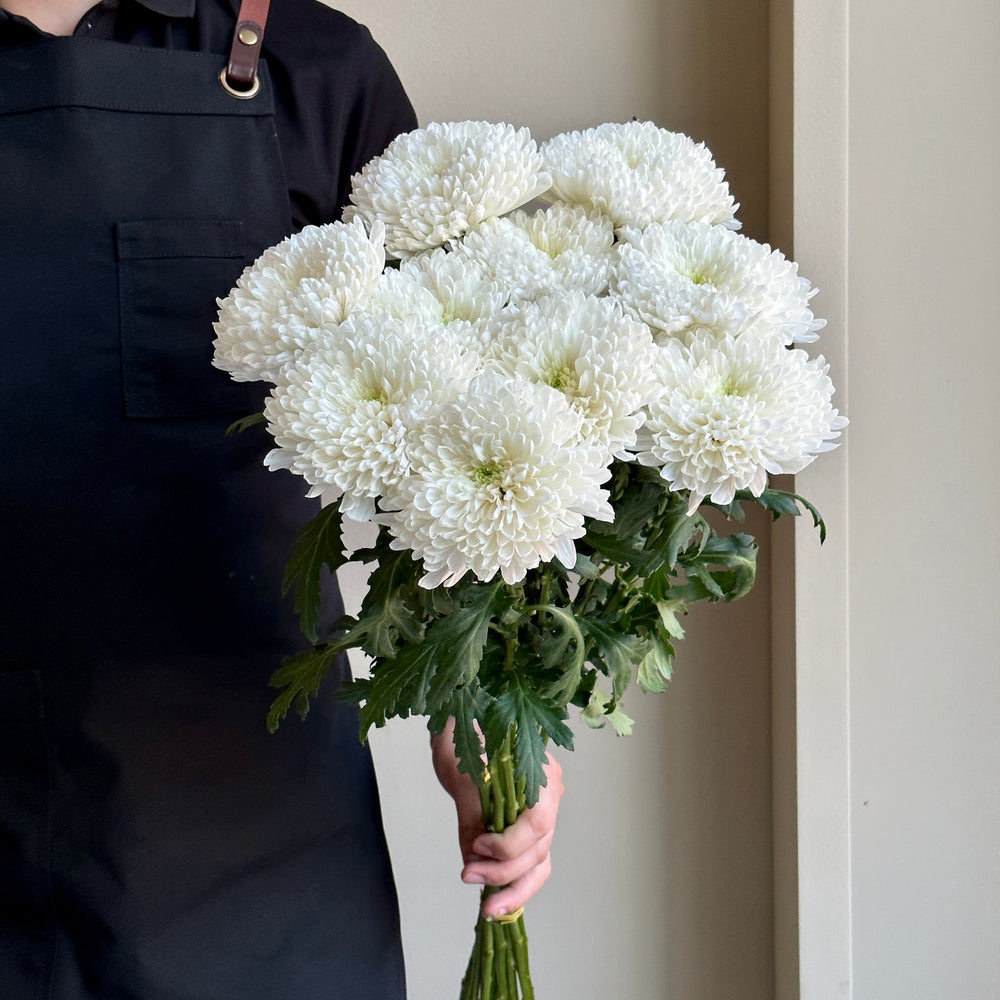 Chrysanthemums Zembla
