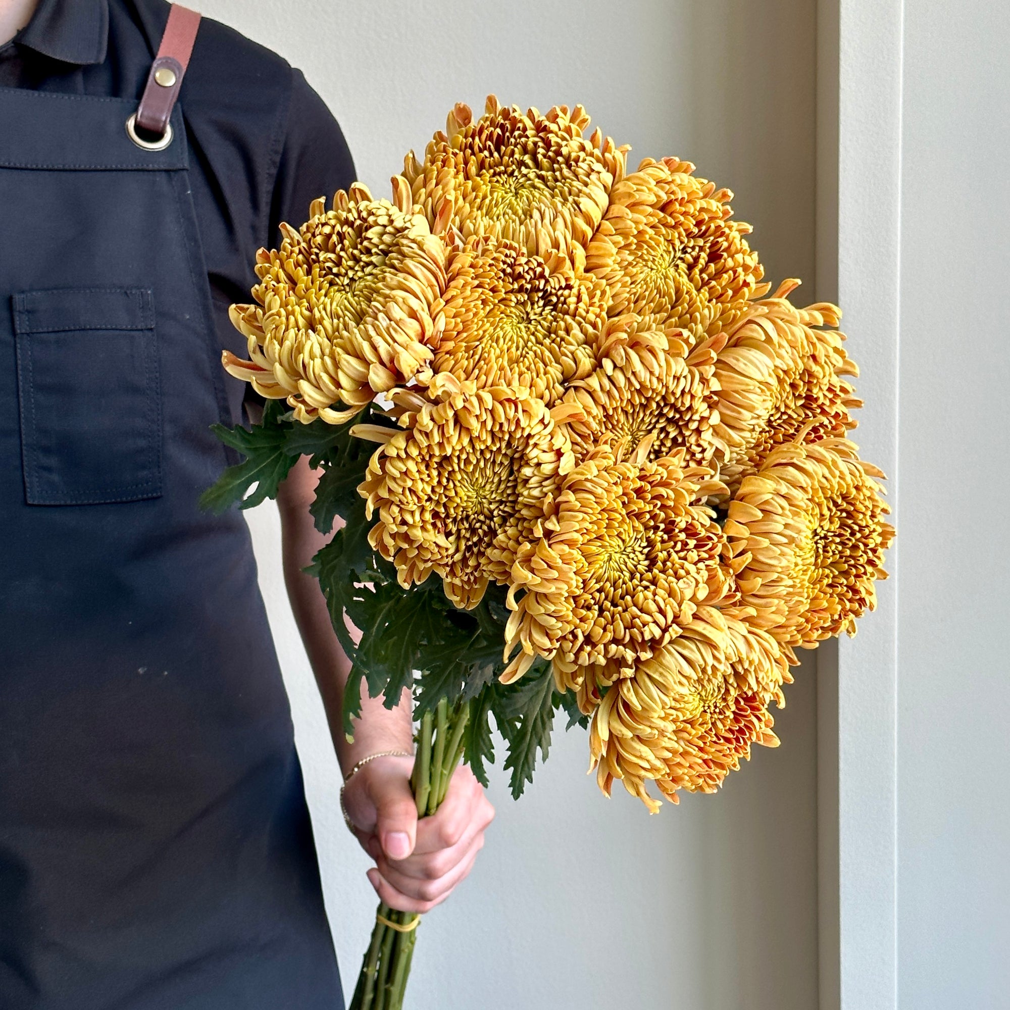 Chrysanthemums Football Mum - Bronze