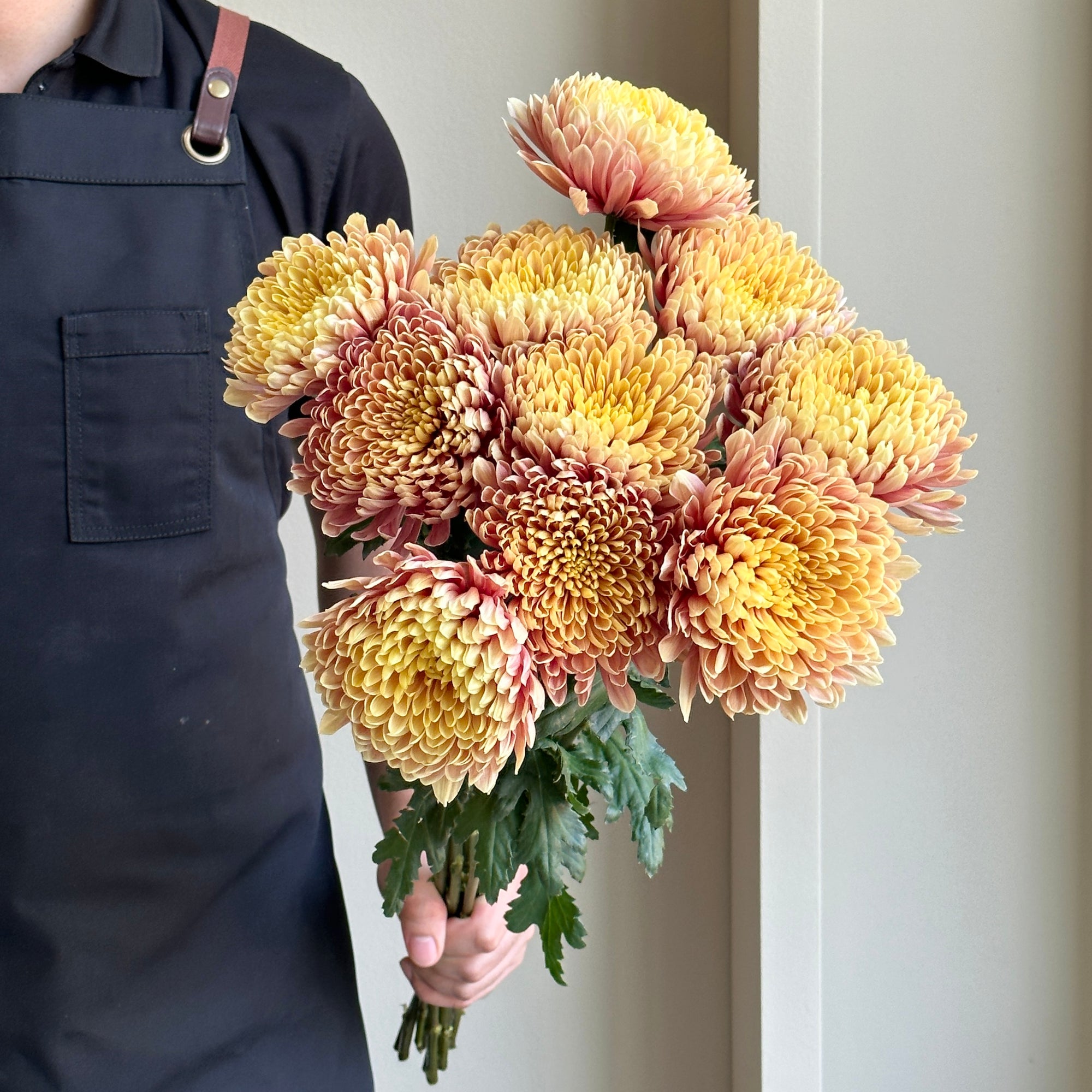 Chrysanthemums Salmon