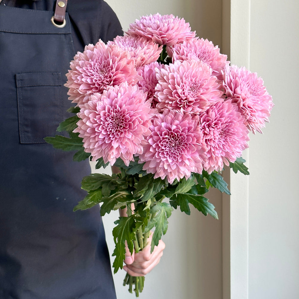 Chrysanthemums Boda