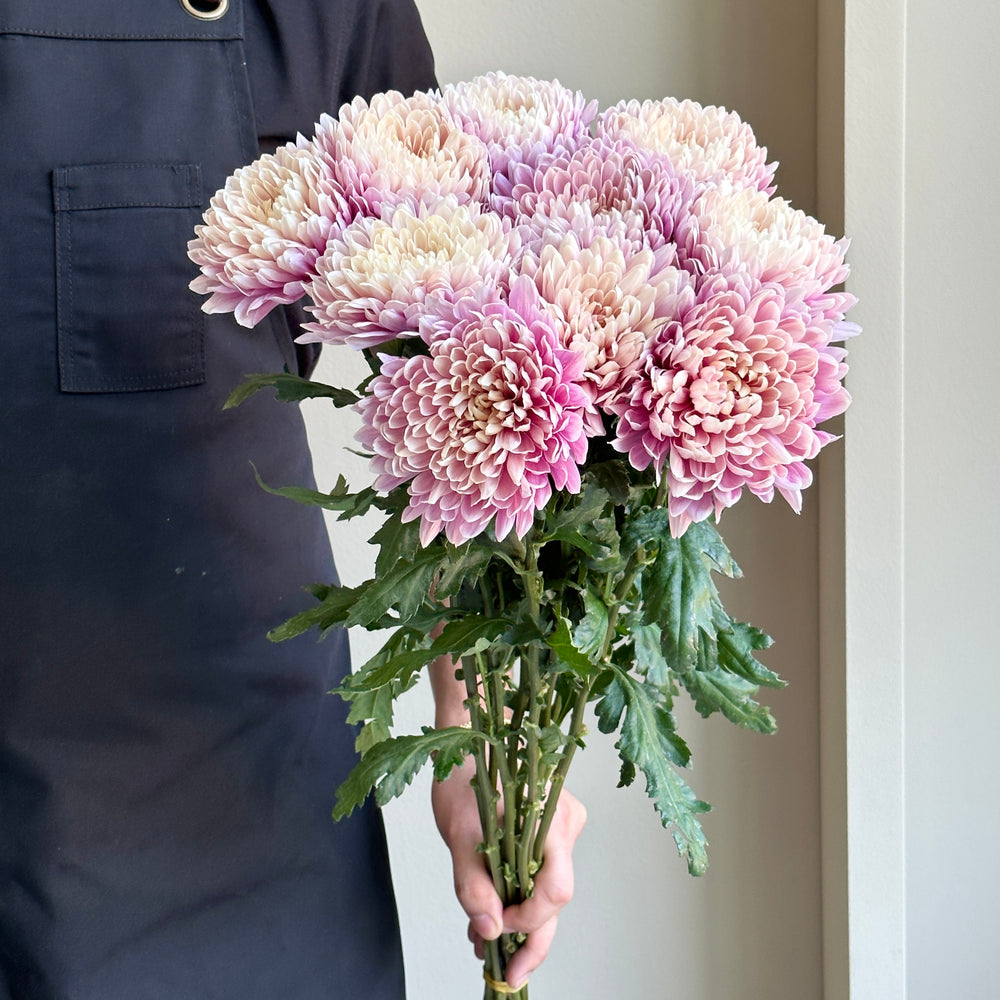 Chrysanthemums Salmon - Pink