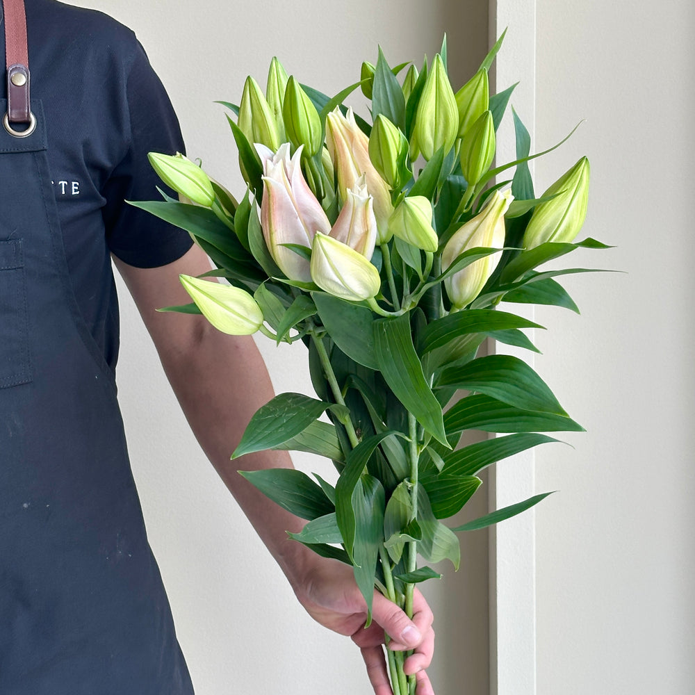Lilies Oriental - Catemaco Rose Pink
