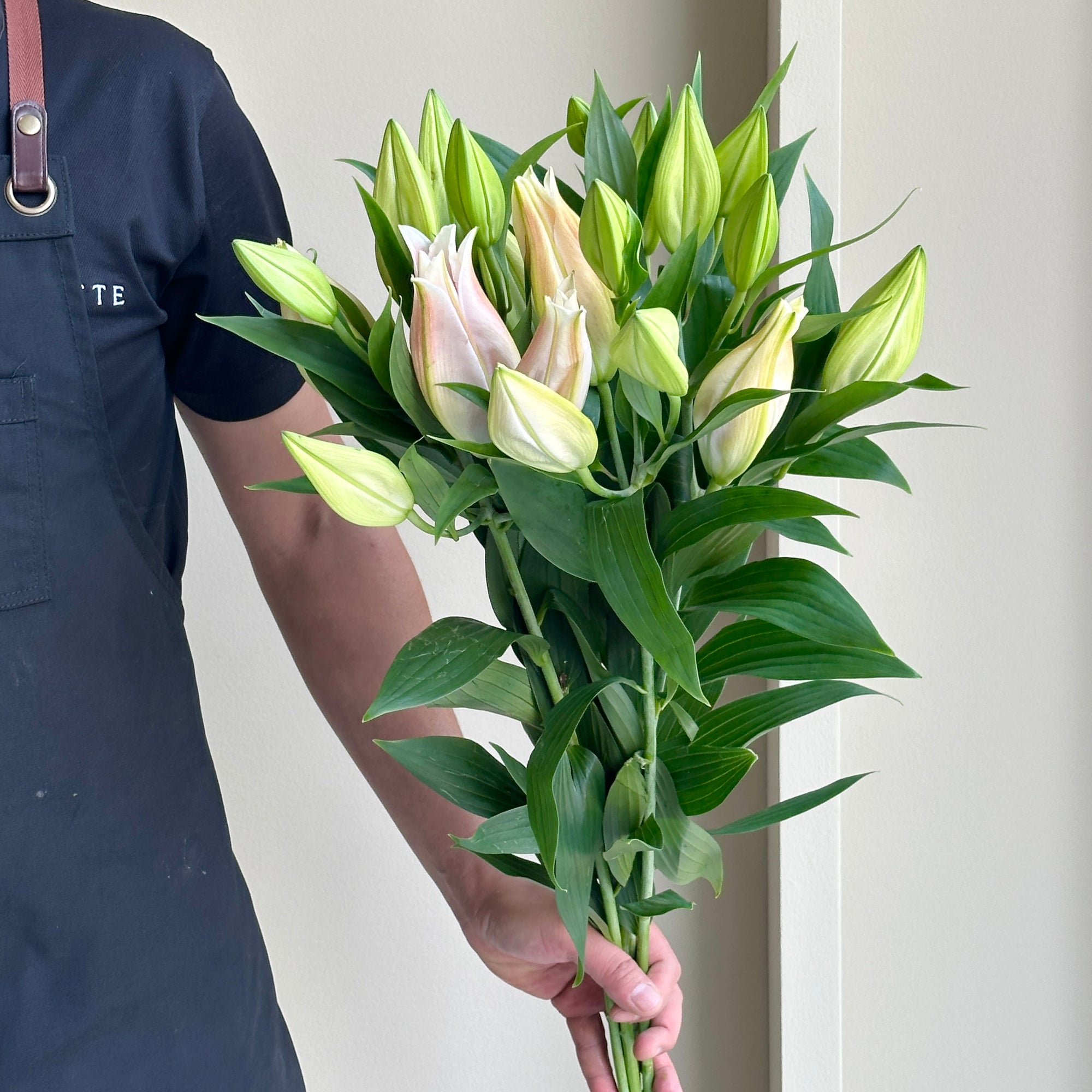 Lilies Oriental - Catemaco Rose Pink