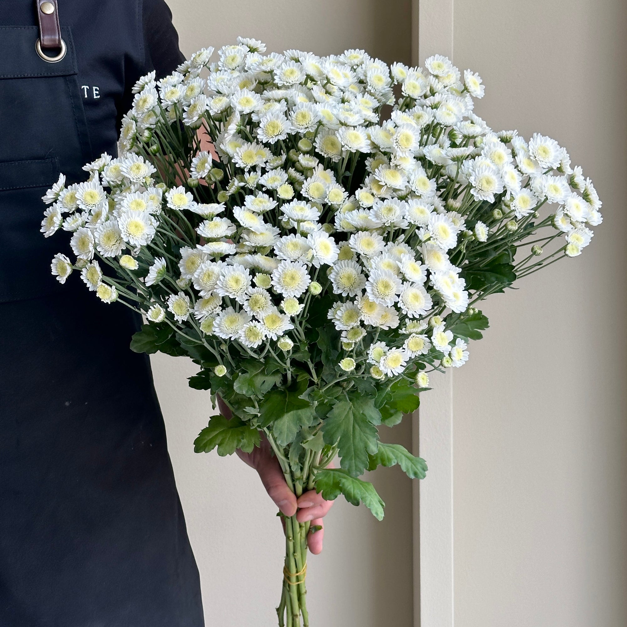 Chrysanthemum Spray - Stallion White (10 stems)