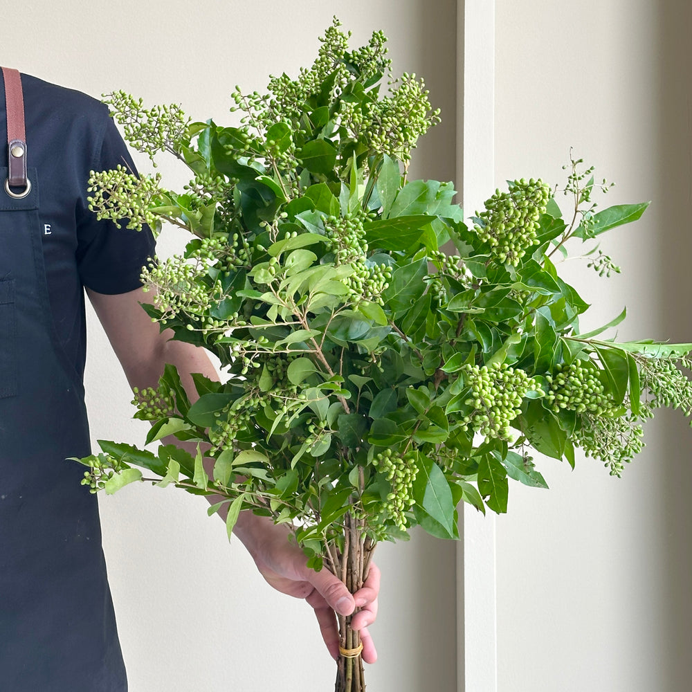 Hidge Privet Winter Jewel (Linguster Ovalifolium) - (10 stems)