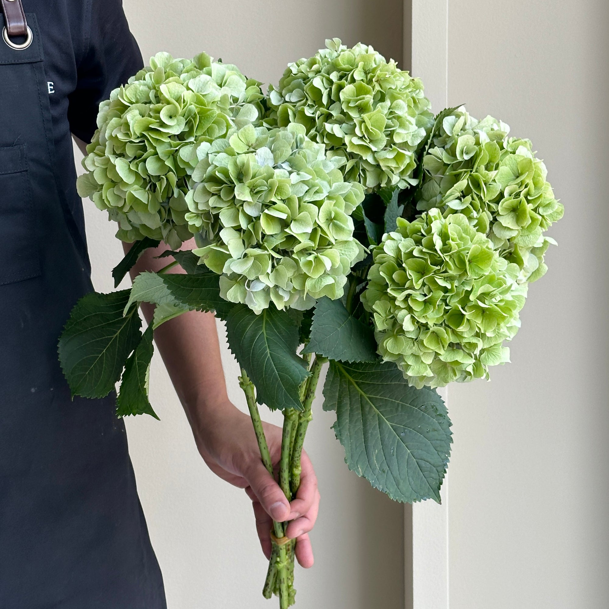 Hydrangea - Verena Classic Green