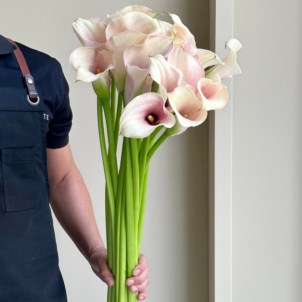 Calla Lilies - Captain Rosette Light Rose Pink