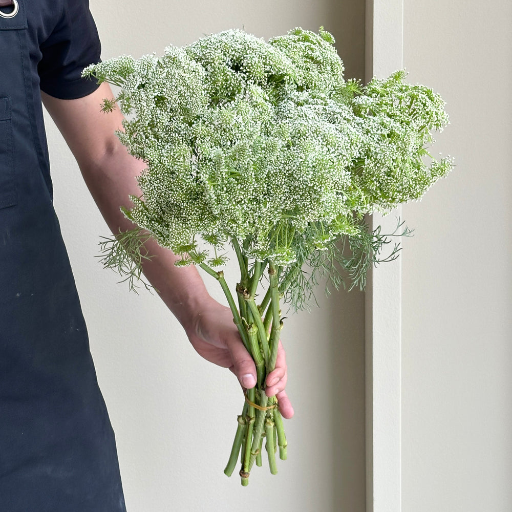 Ammi White Casablanca (10 stems)