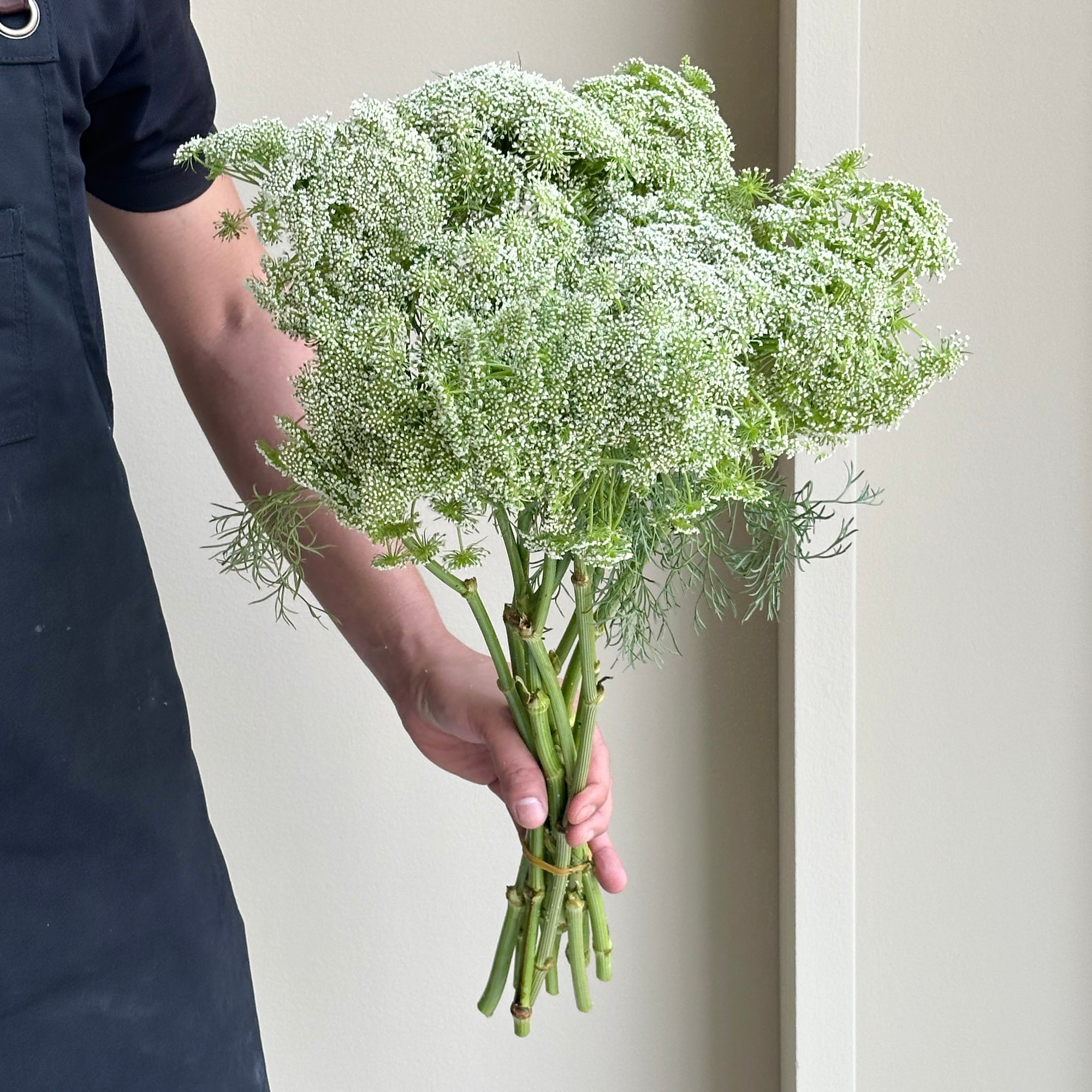 Ammi White Casablanca (10 stems)