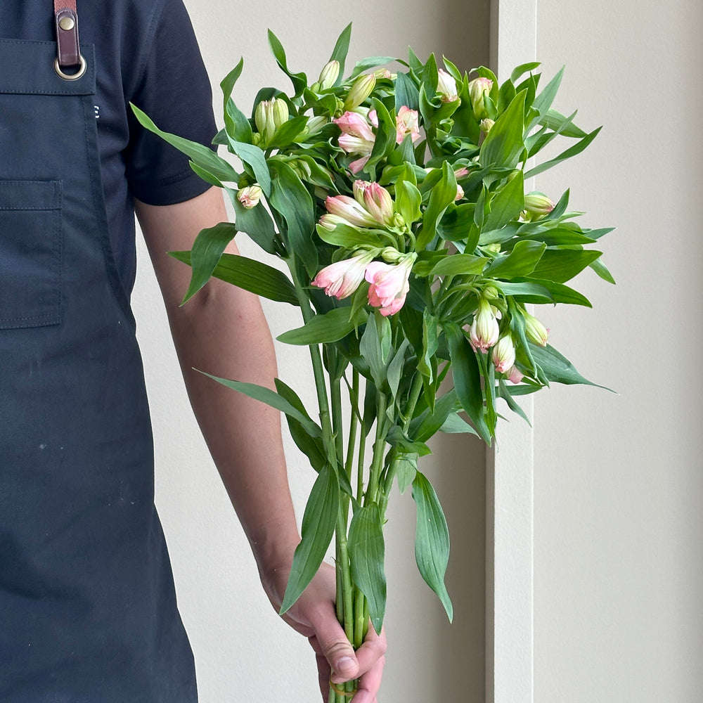 Alstroemerias - Fashonista Couture (10 stems)