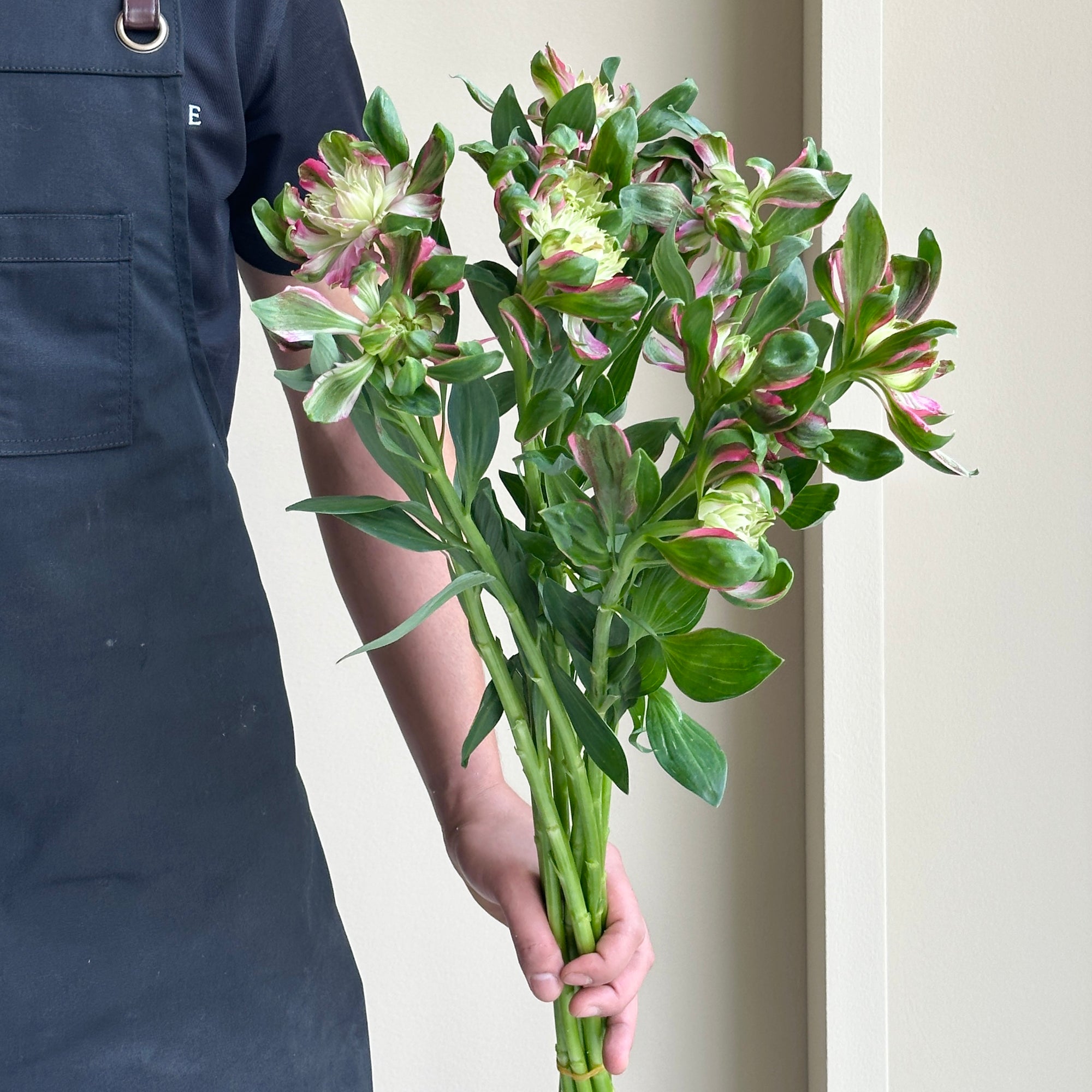 Alstroemerias - Fashonista Sofiena (10 stems)