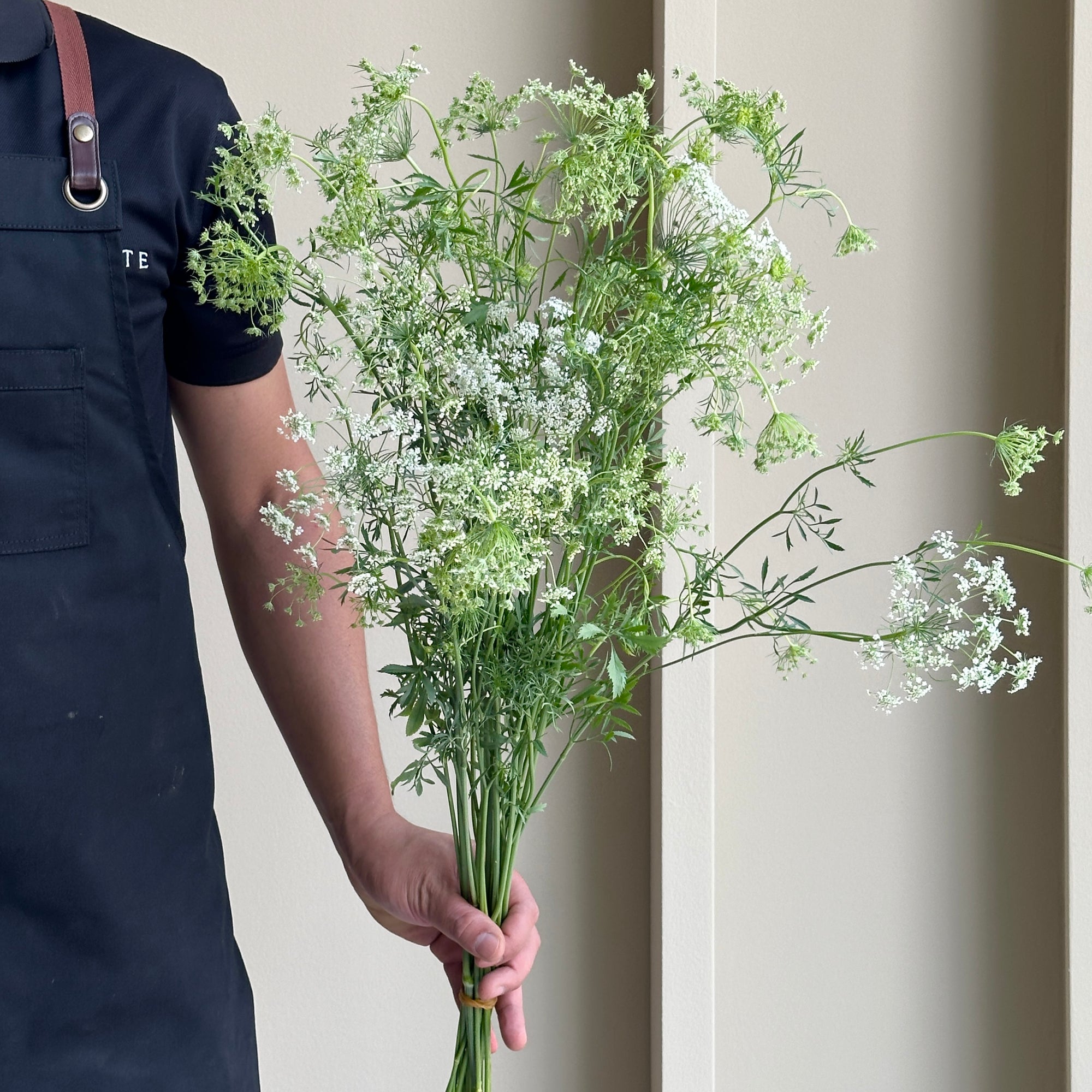 Ammi Majus (10 stems)