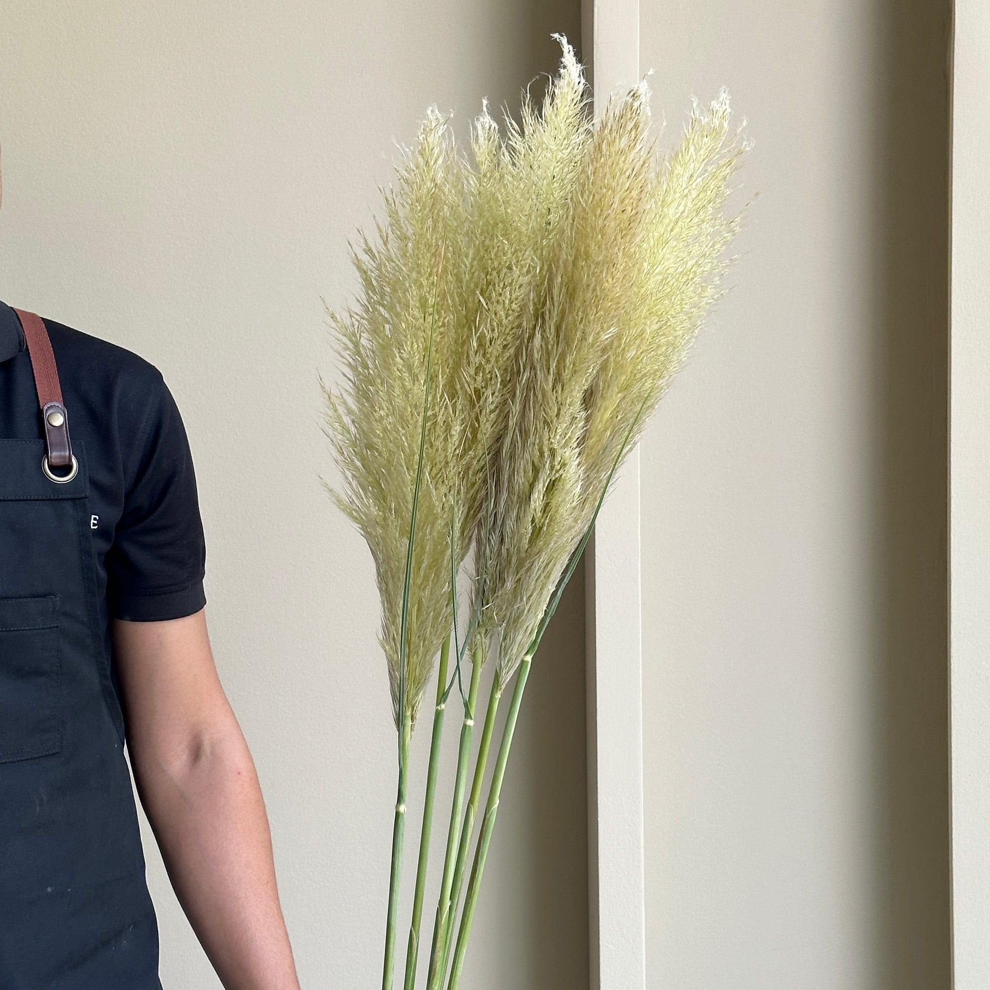 Pampas Grass (Cortaderia Vers 5 stems)