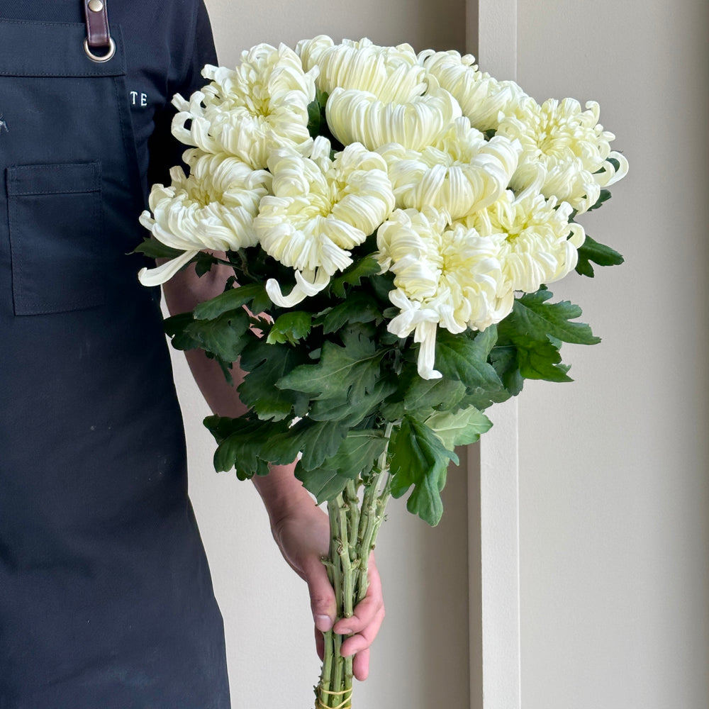 Chrysanthemums - Vienna Cream-White