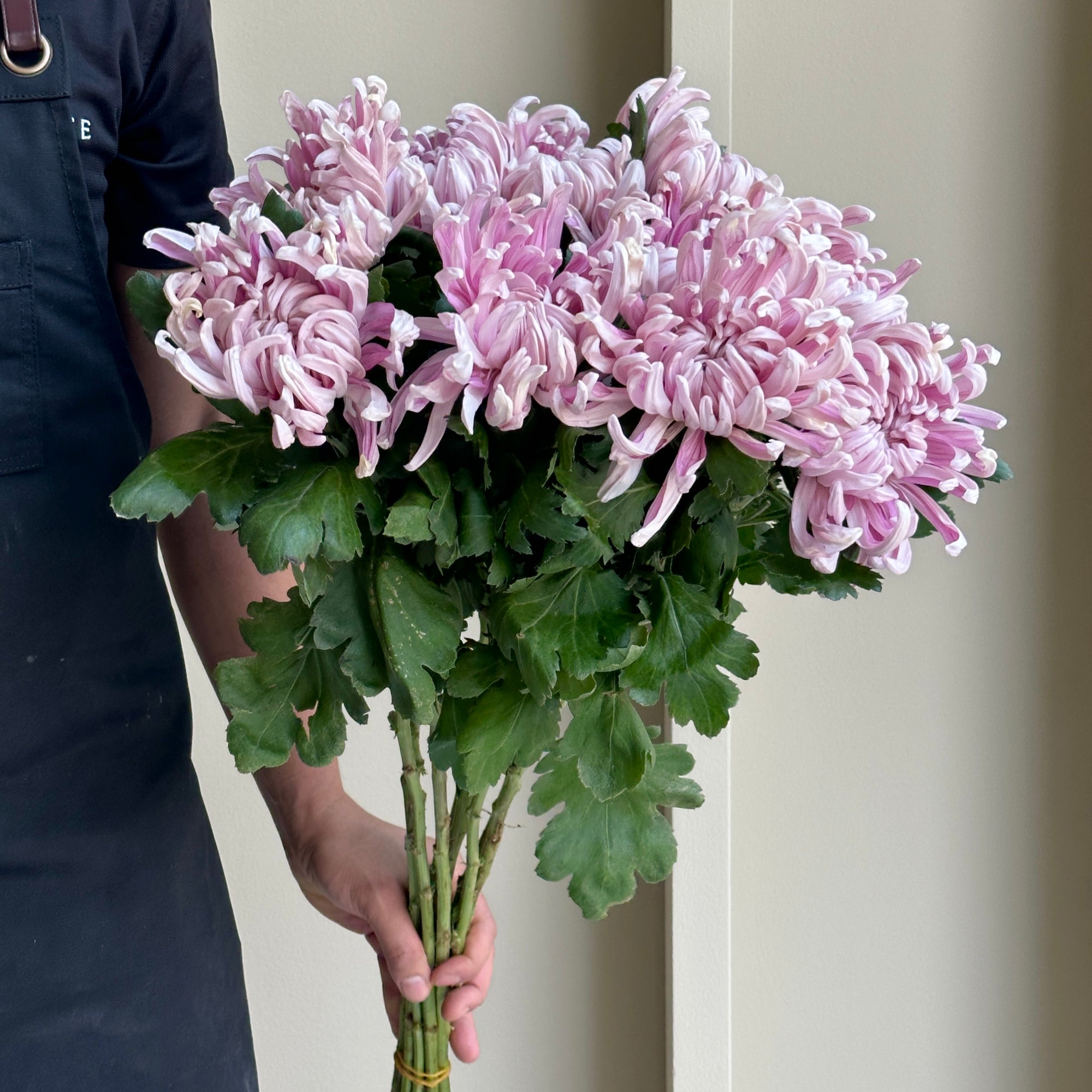 Chrysanthemums - Vienna Pink