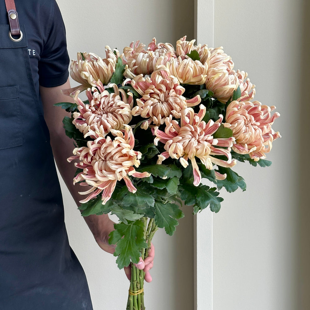 Chrysanthemums - Vienna Copper