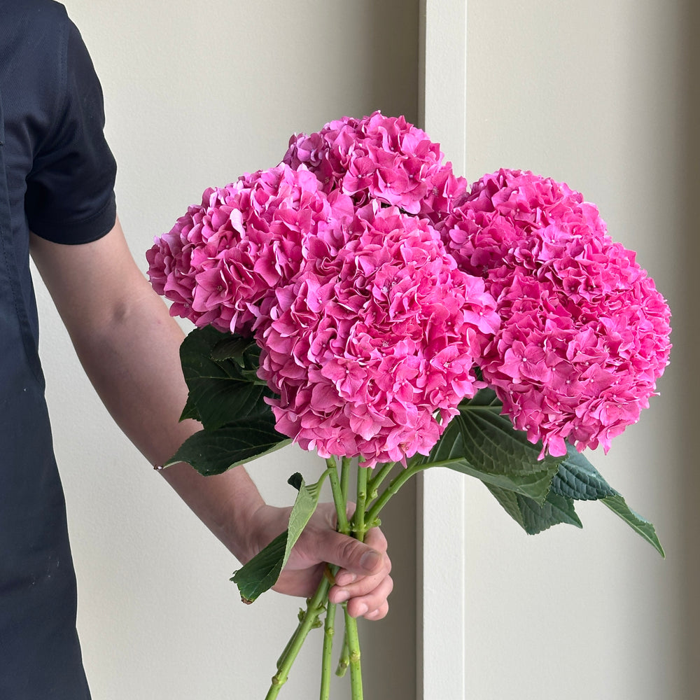 Hydrangeas - Rodeo Dark Pink