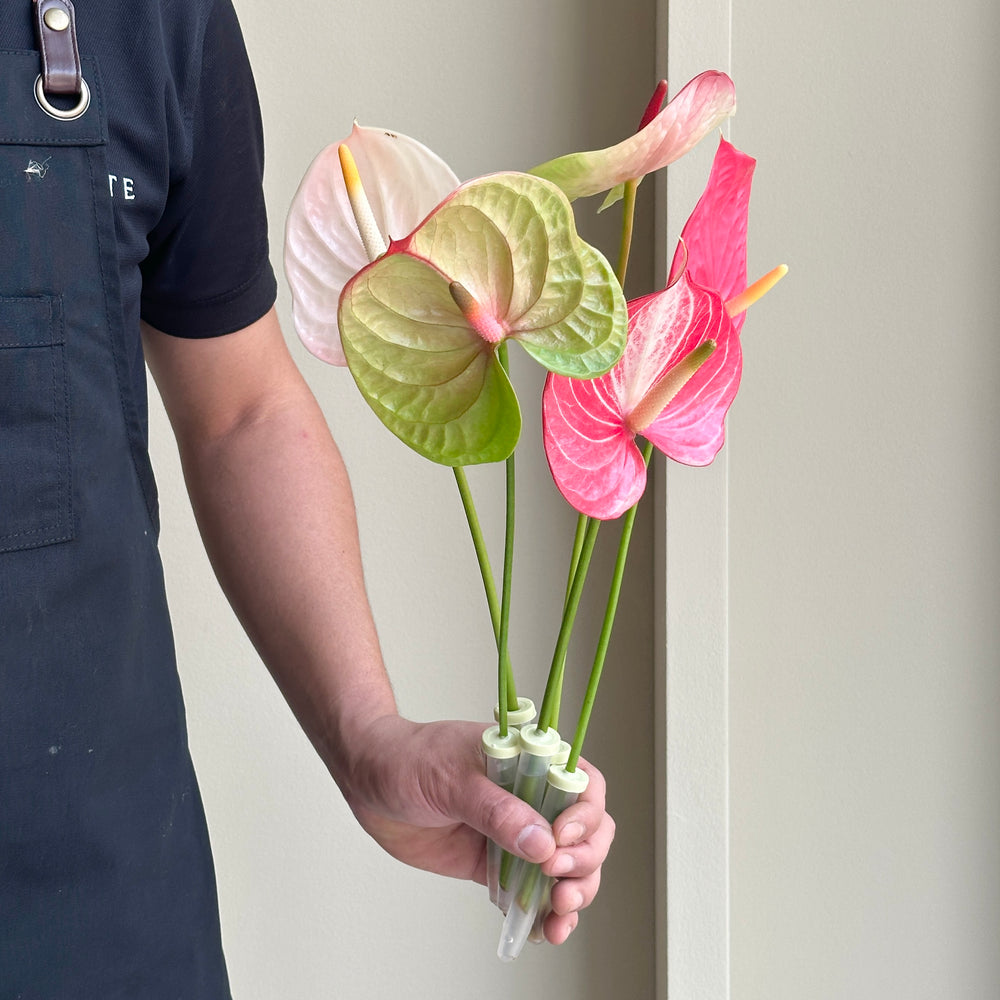 Anthuriums - Scarlet Mix (mini)