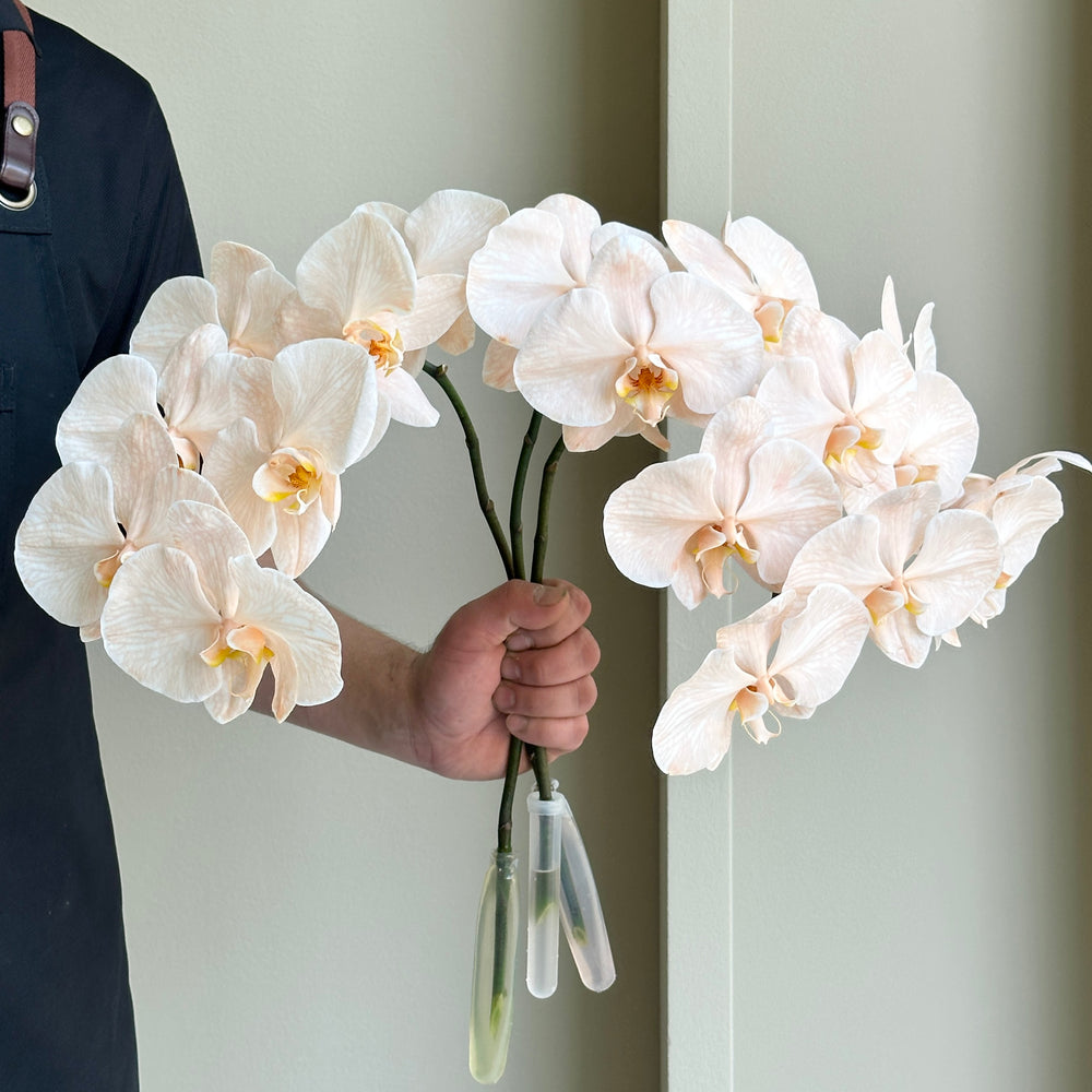 Phalaenopsis Orchid Cut Flower - Apricot