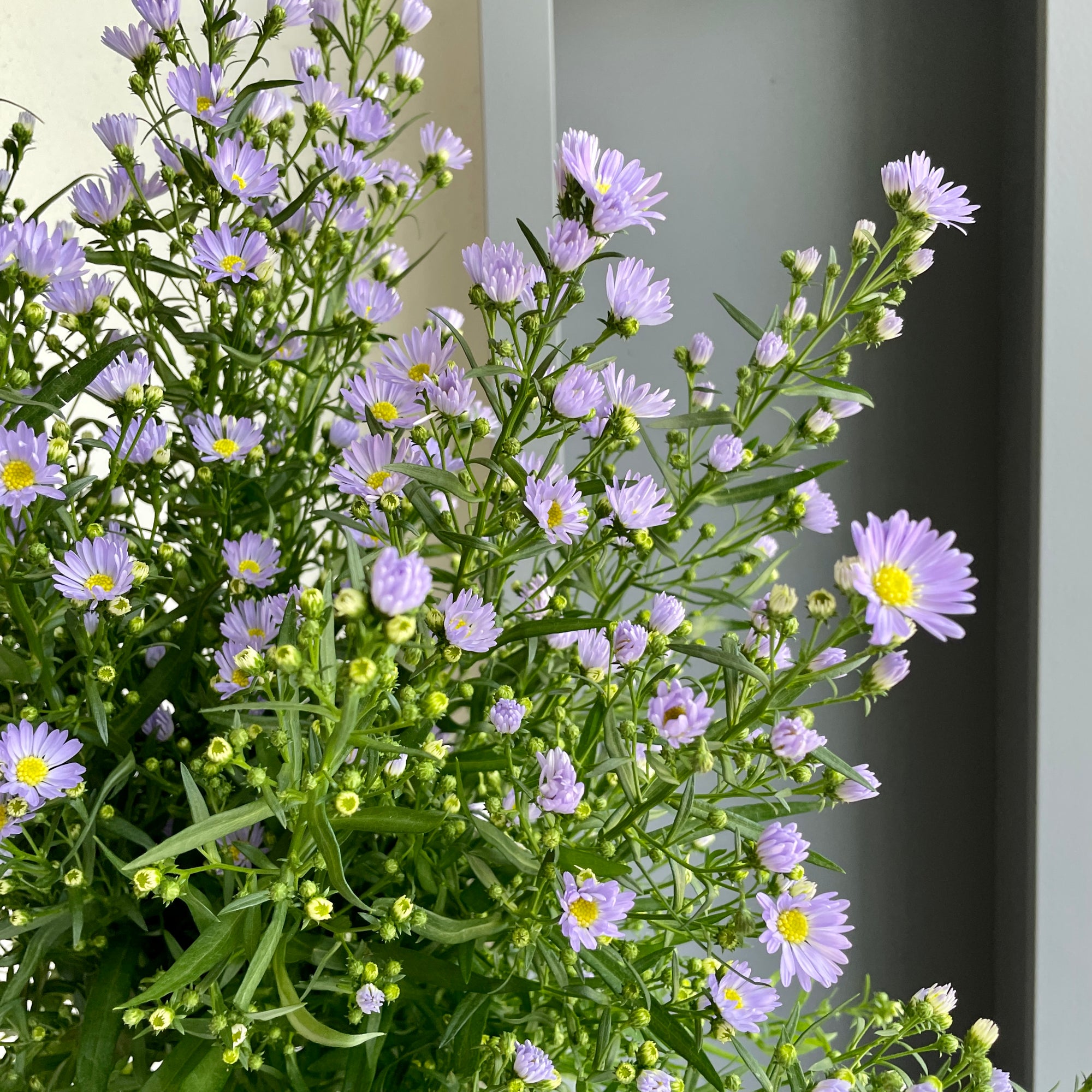 Aster Cassandra Milka