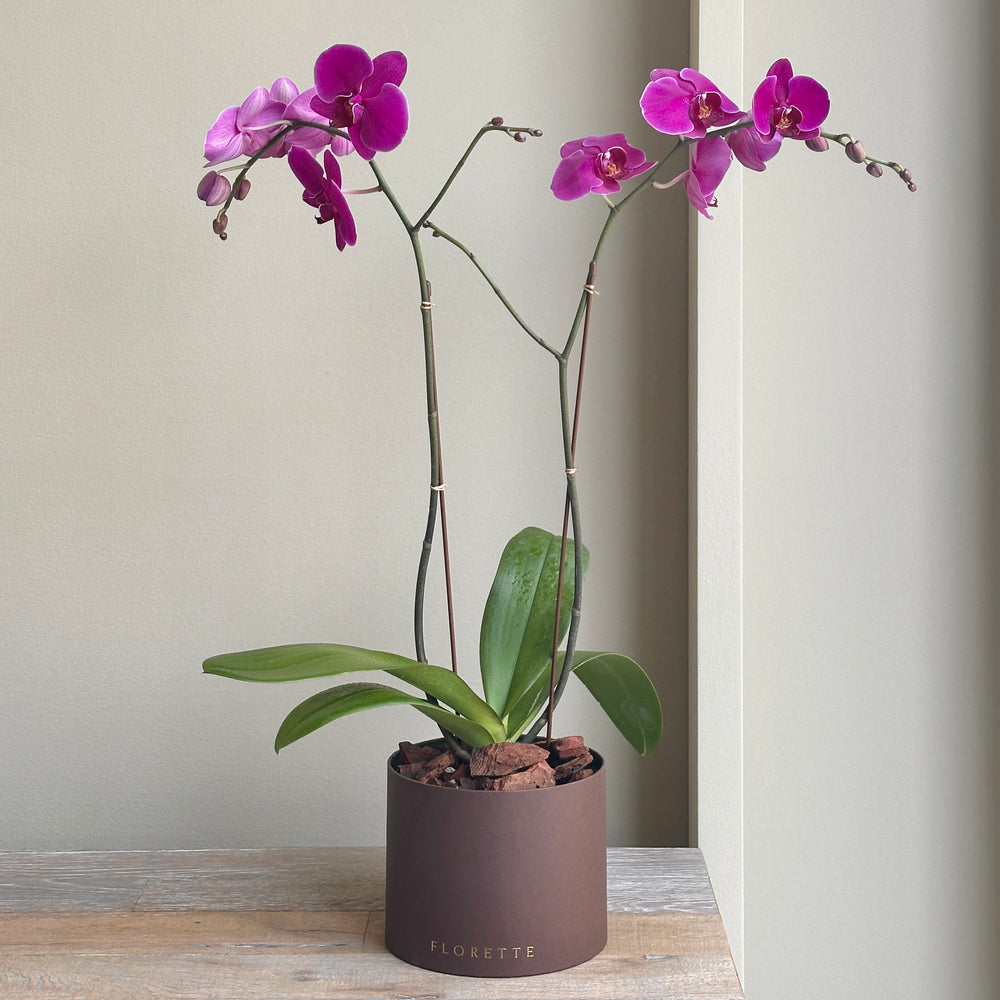 Phalaenopsis Plant Double - Purple (Brown Florette Small Box)