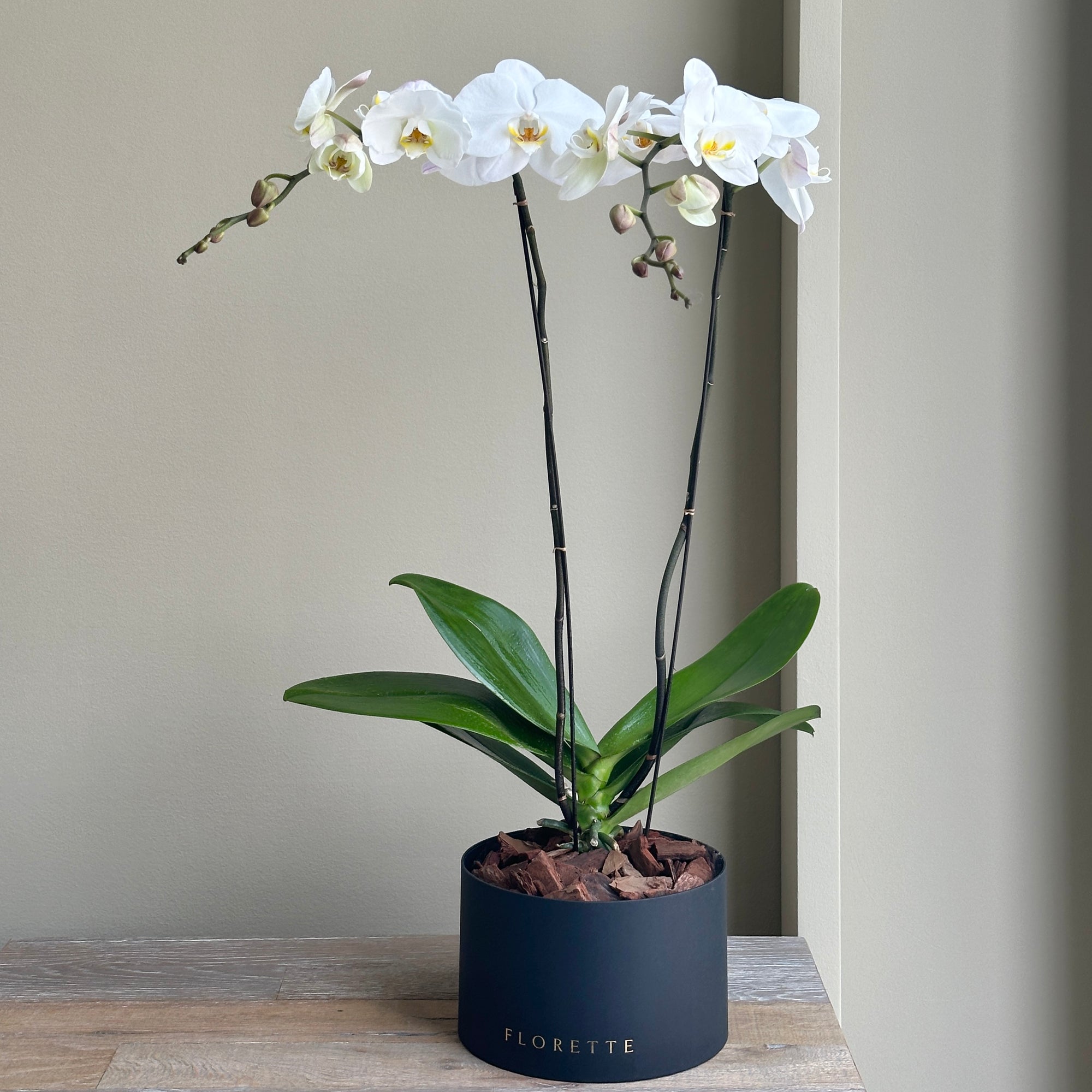 Phalaenopsis Plant Double - White (Florette Black Box)