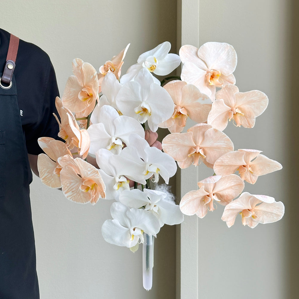 Phalaenopsis Orchid - Pastel Symphony Mix (3 stems)
