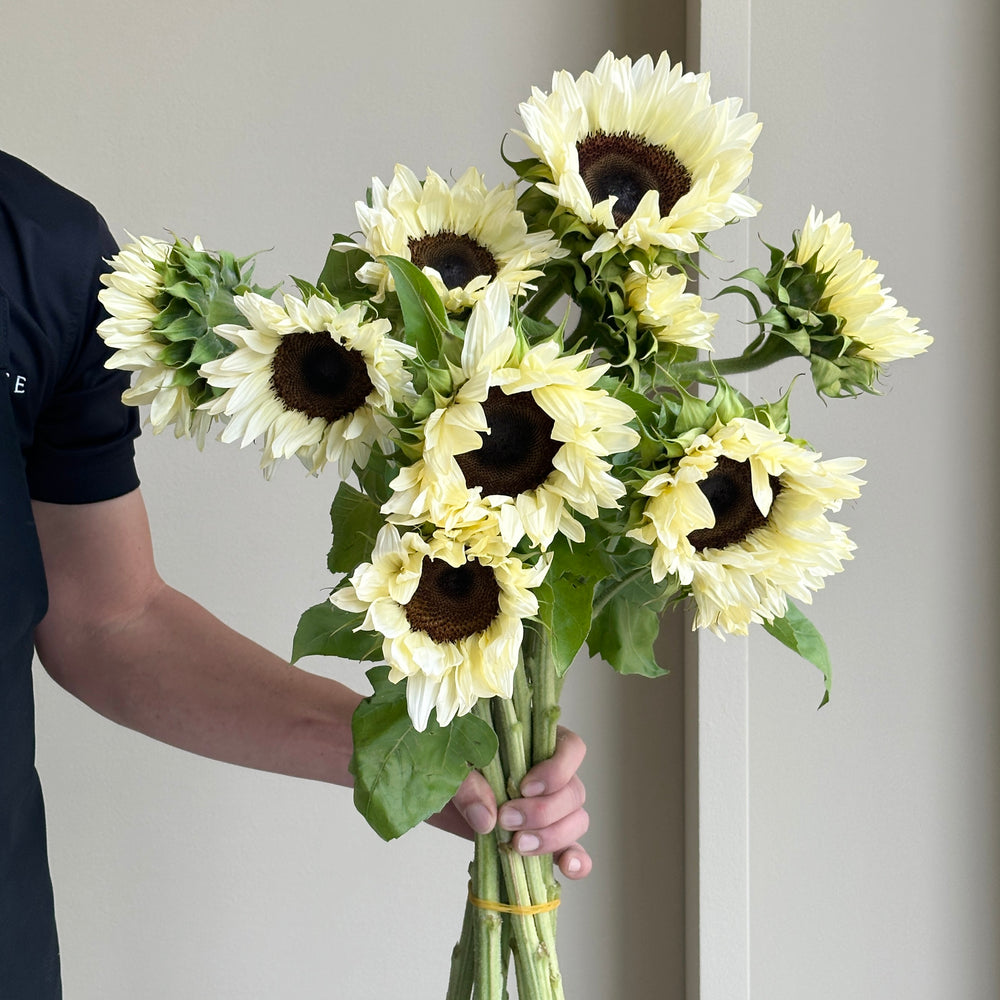 Sunflowers - White Nite