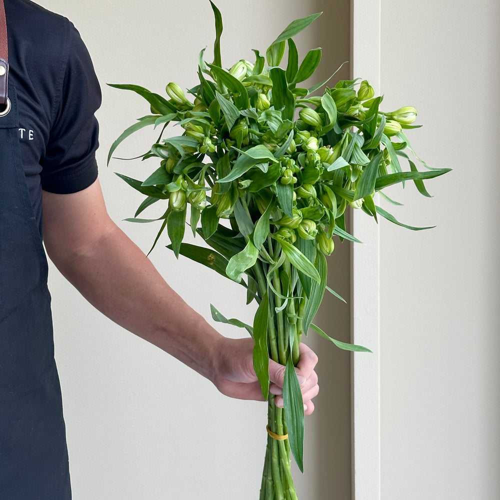 Alstroemerias - Wonder White (15 stems)