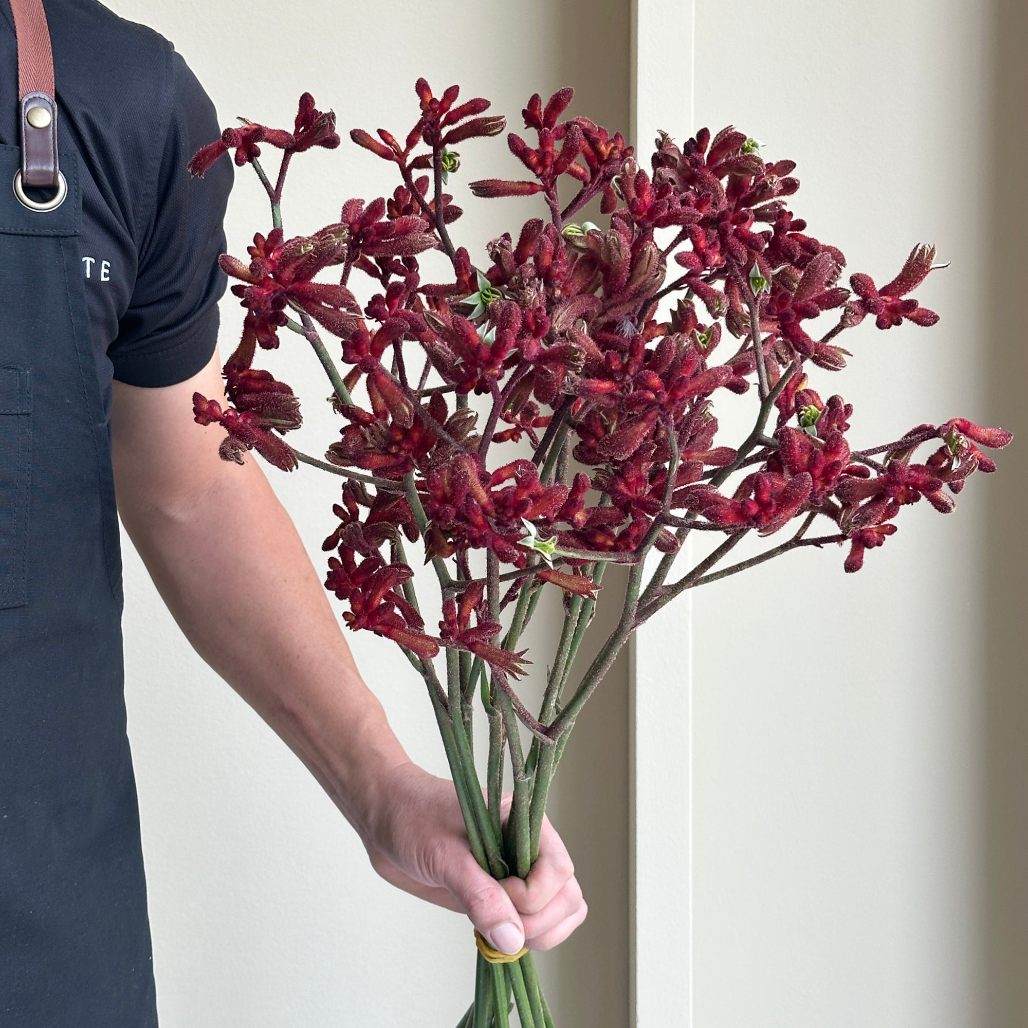 Kangaroo Paws - Early Spring Red (10 Stems)