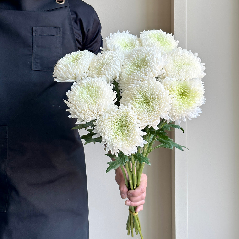 Chrysanthemums - Magnum White