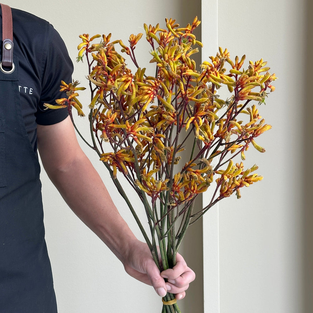 Kangaroo Paws - Gold Fever (10 stems)