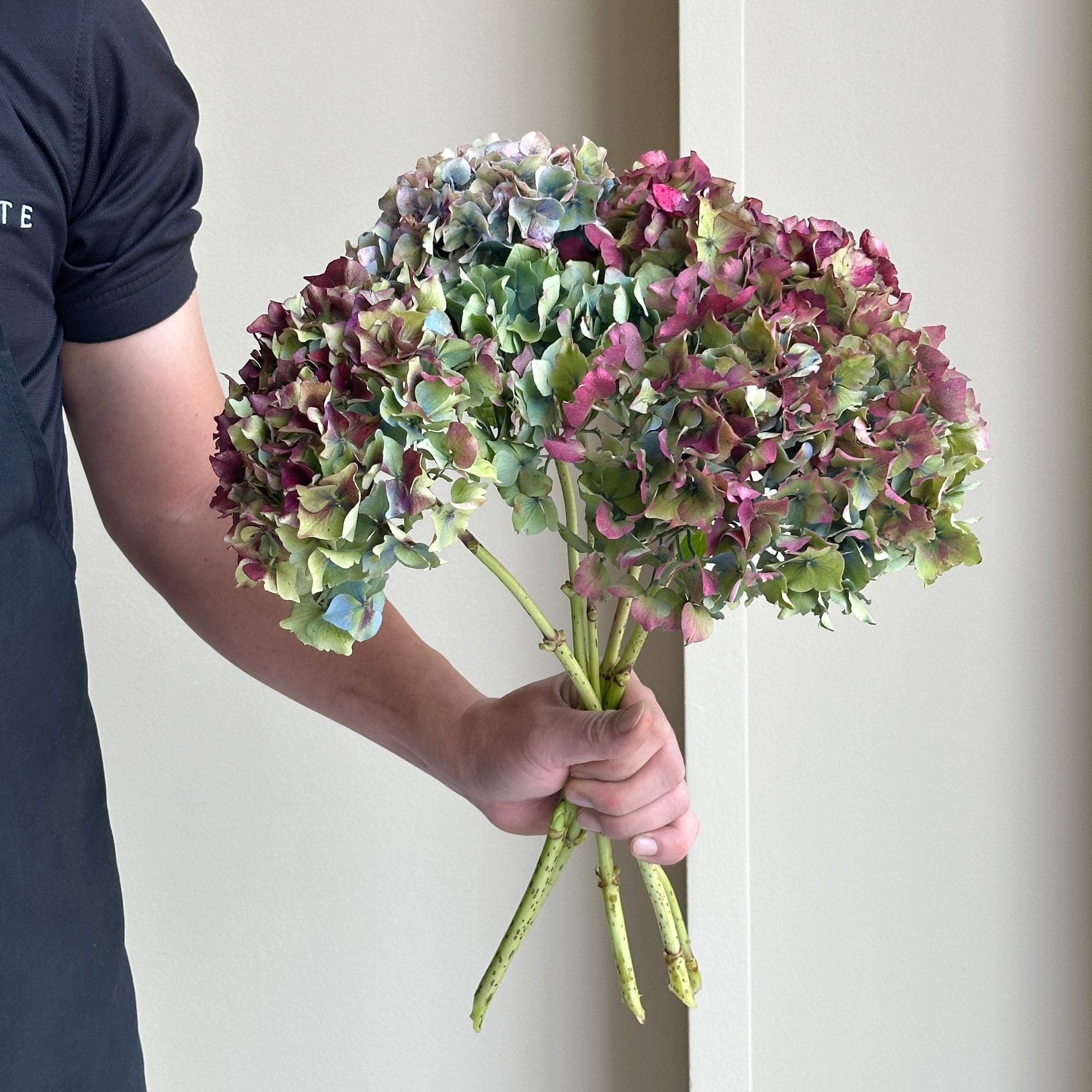 Hydrangeas Lollipop - Overig Doogekl