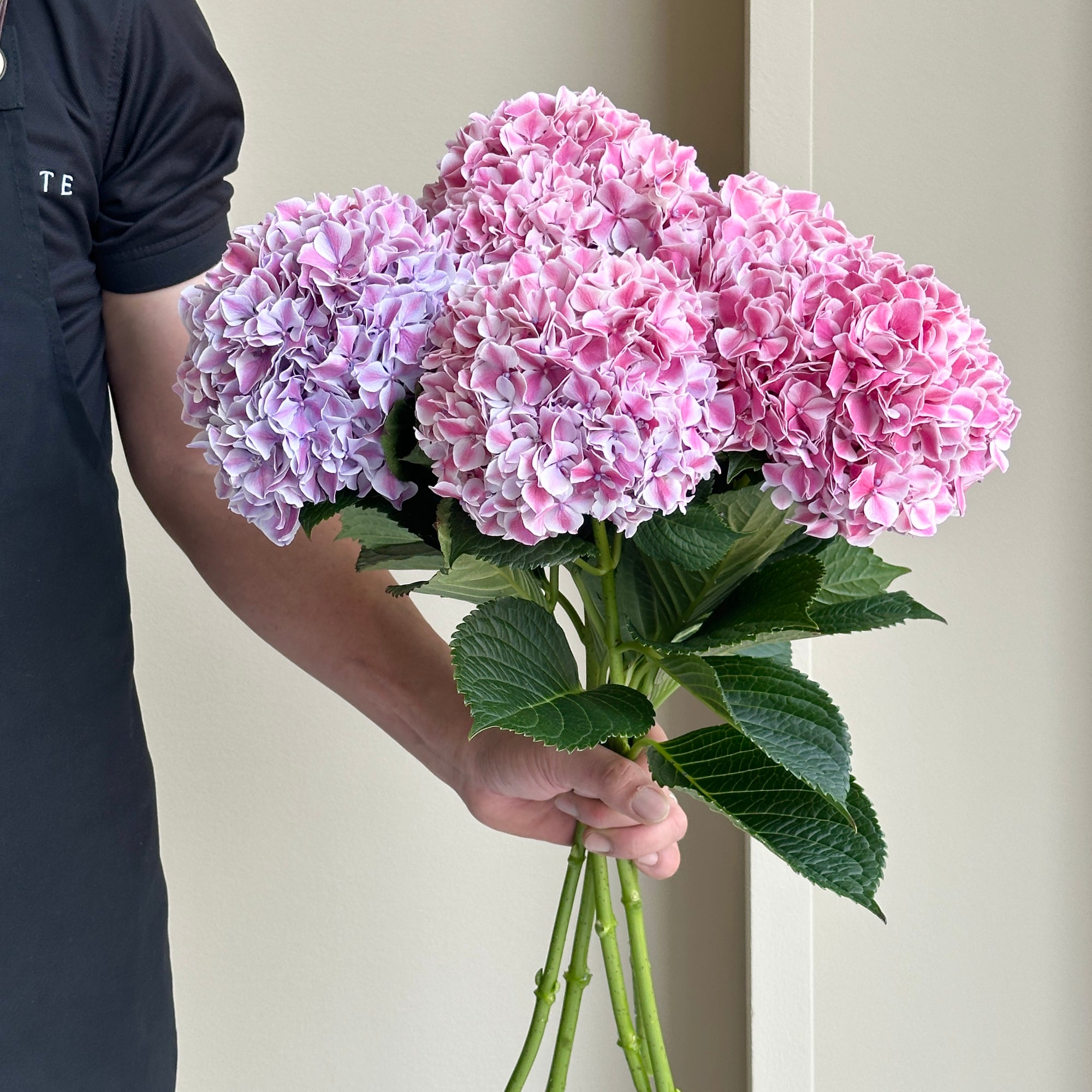 Hydrangea - Magical Sunsation Pink