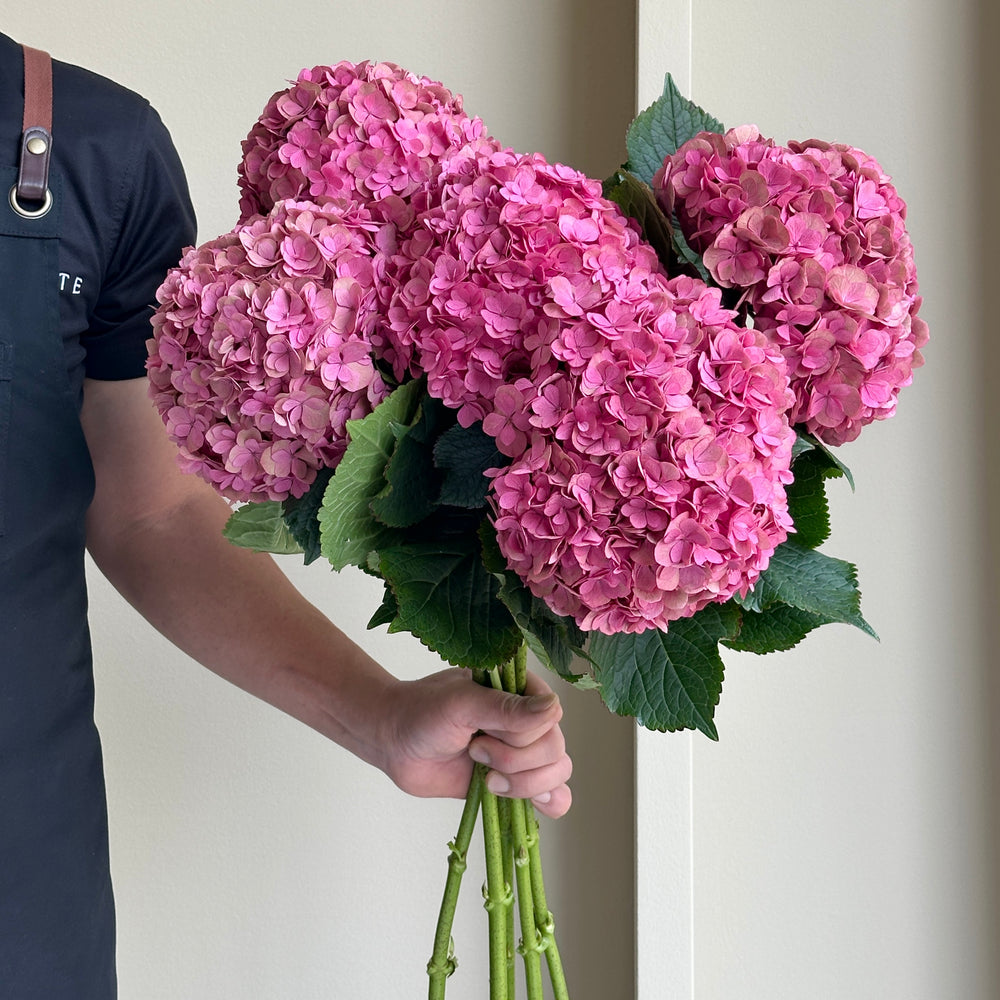 Hydrangeas - Royal Anastasia Classic