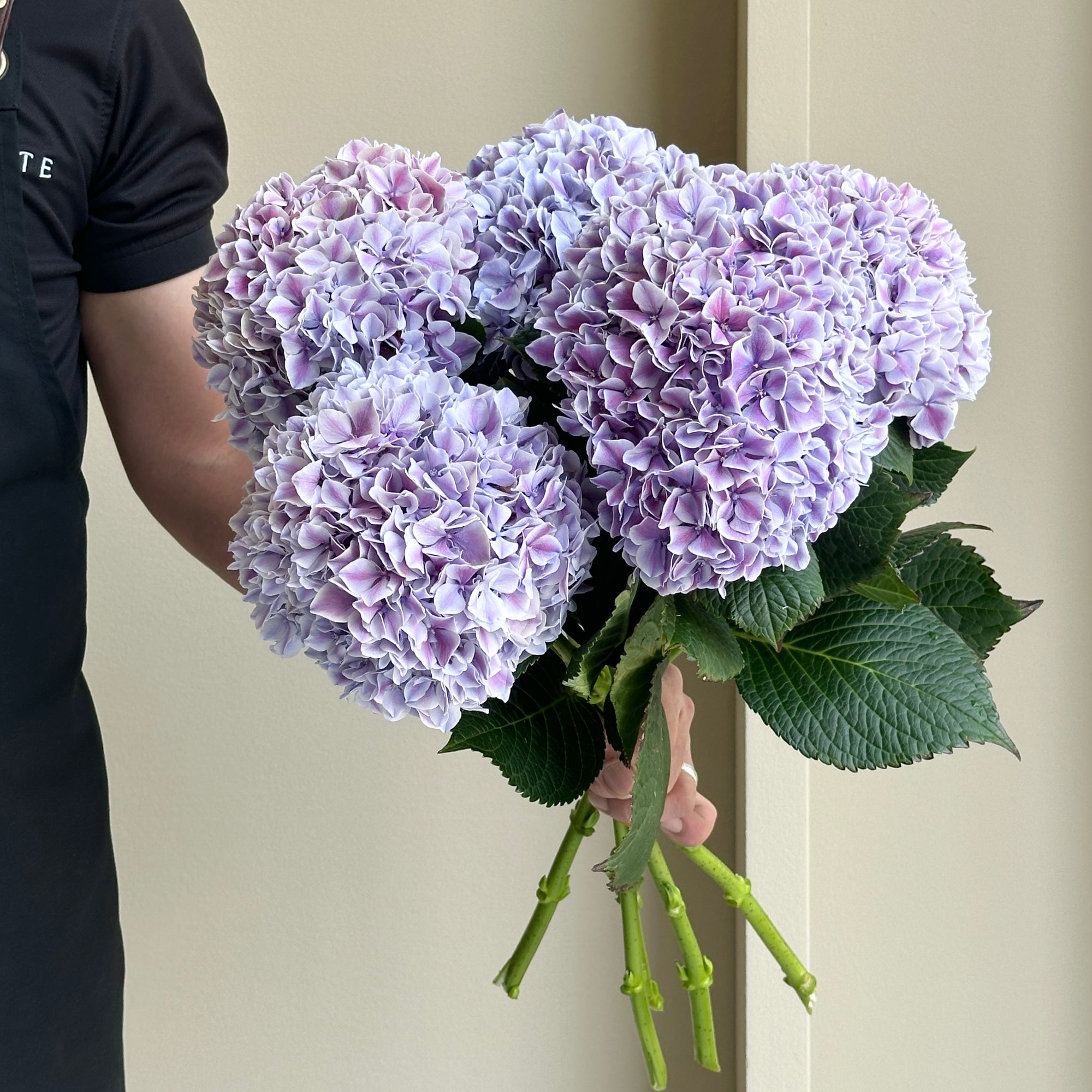 Hydrangea - Magical Sunsation Purple