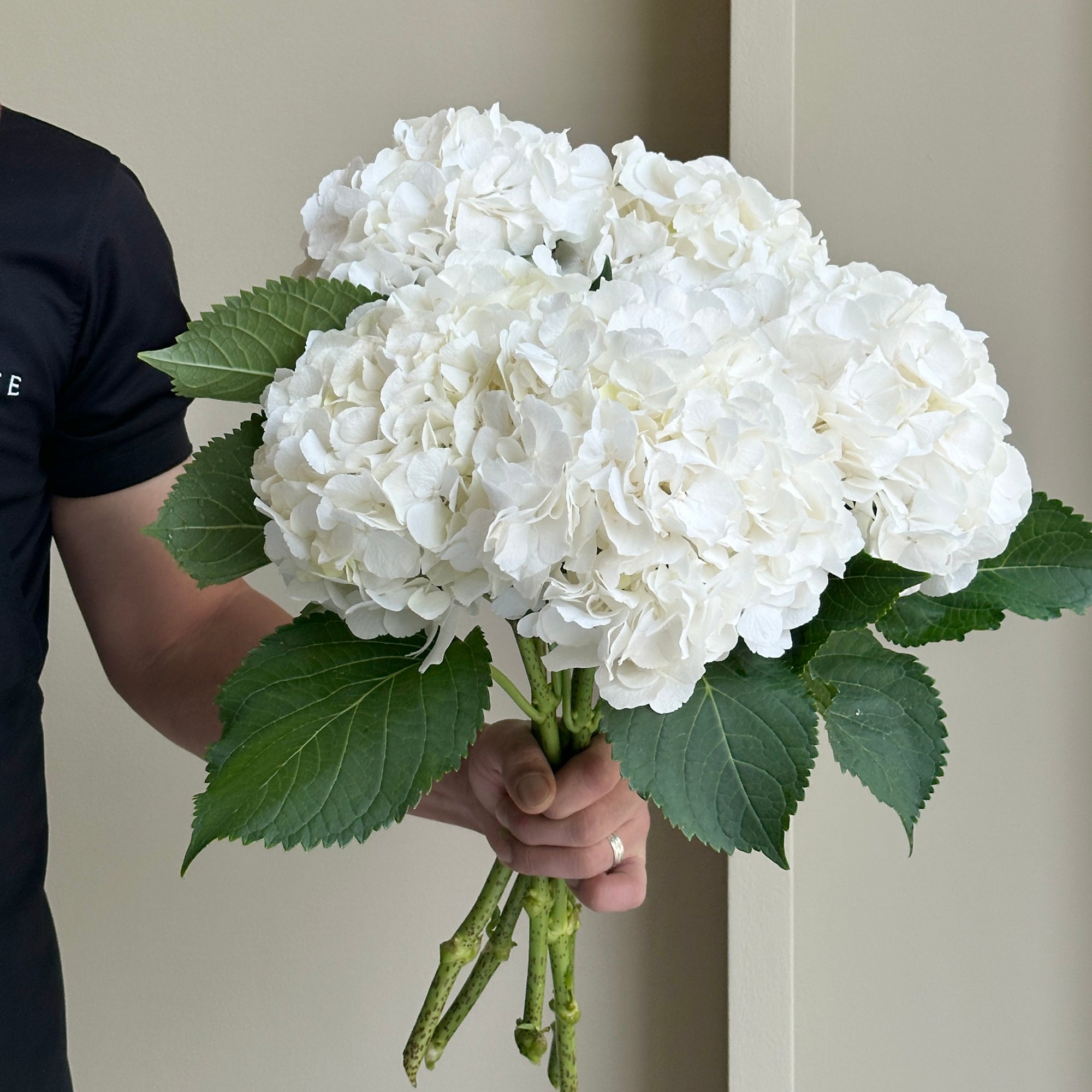 Hydrangeas - White Verena