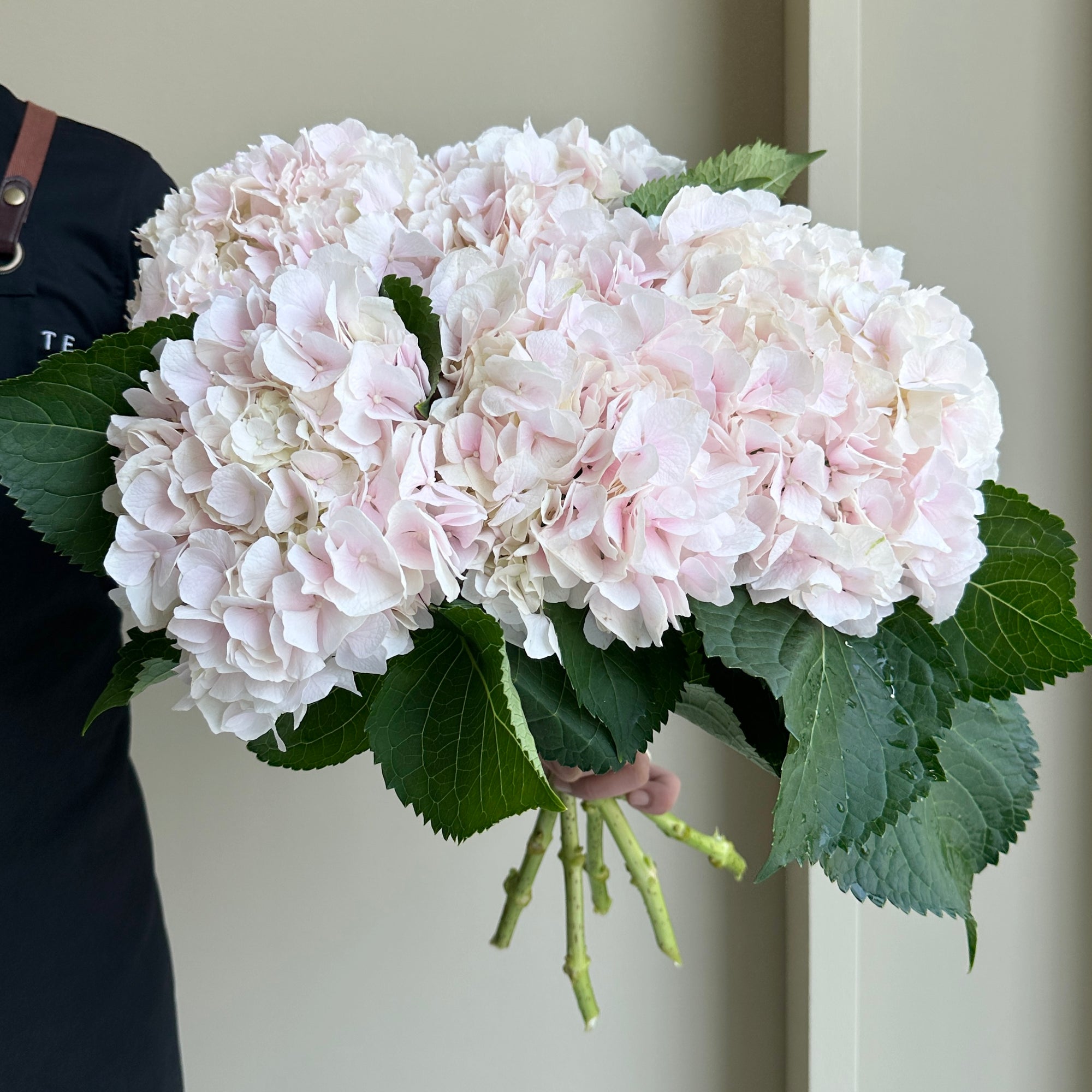 Hydrangeas - Sweet Verena Light Pink