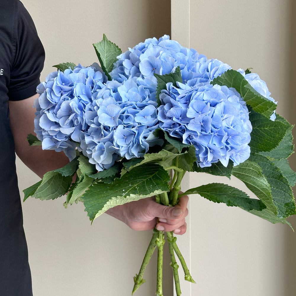 Hydrangeas - Verena Blue